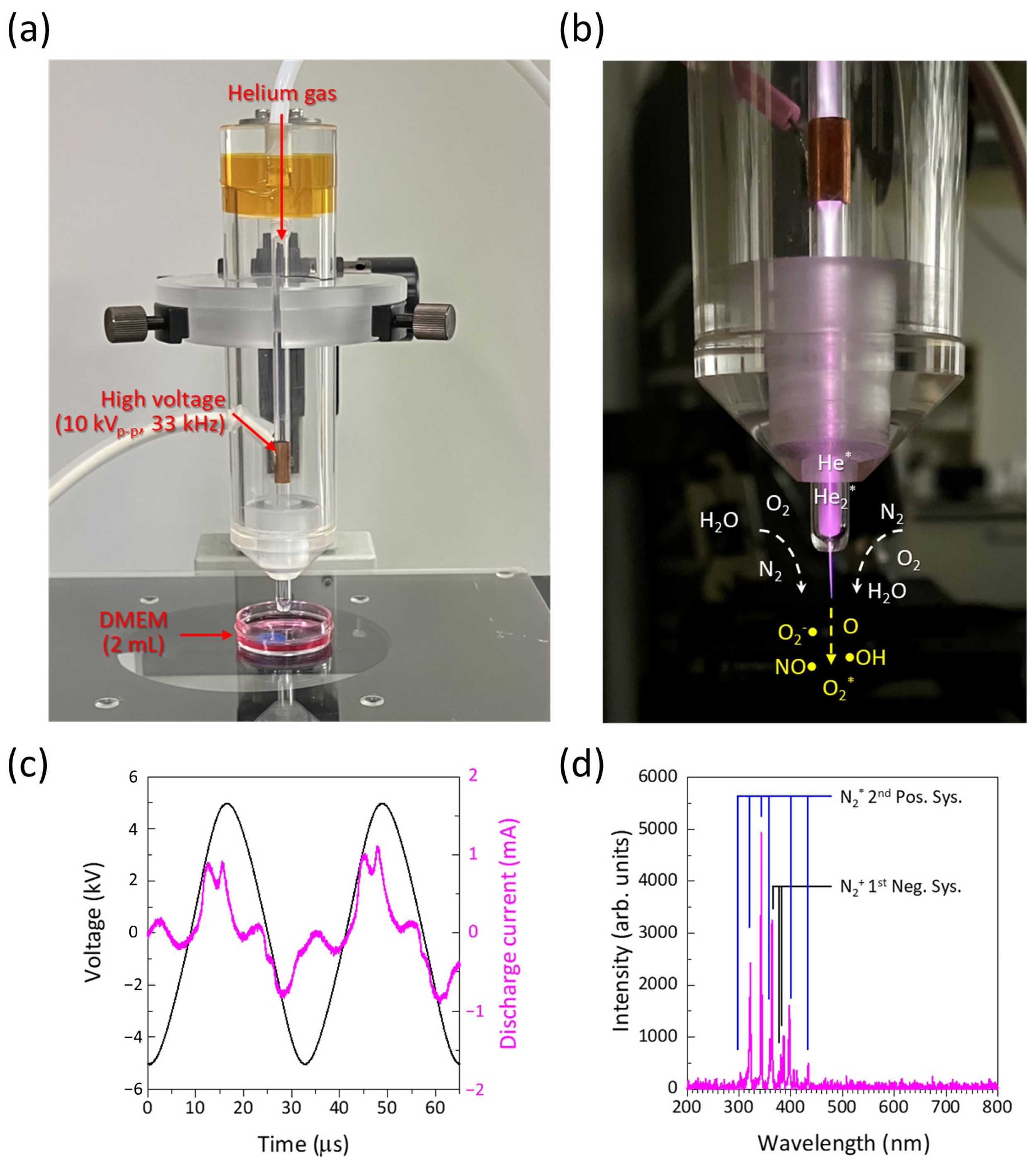 Biomedicines 13 00534 g001