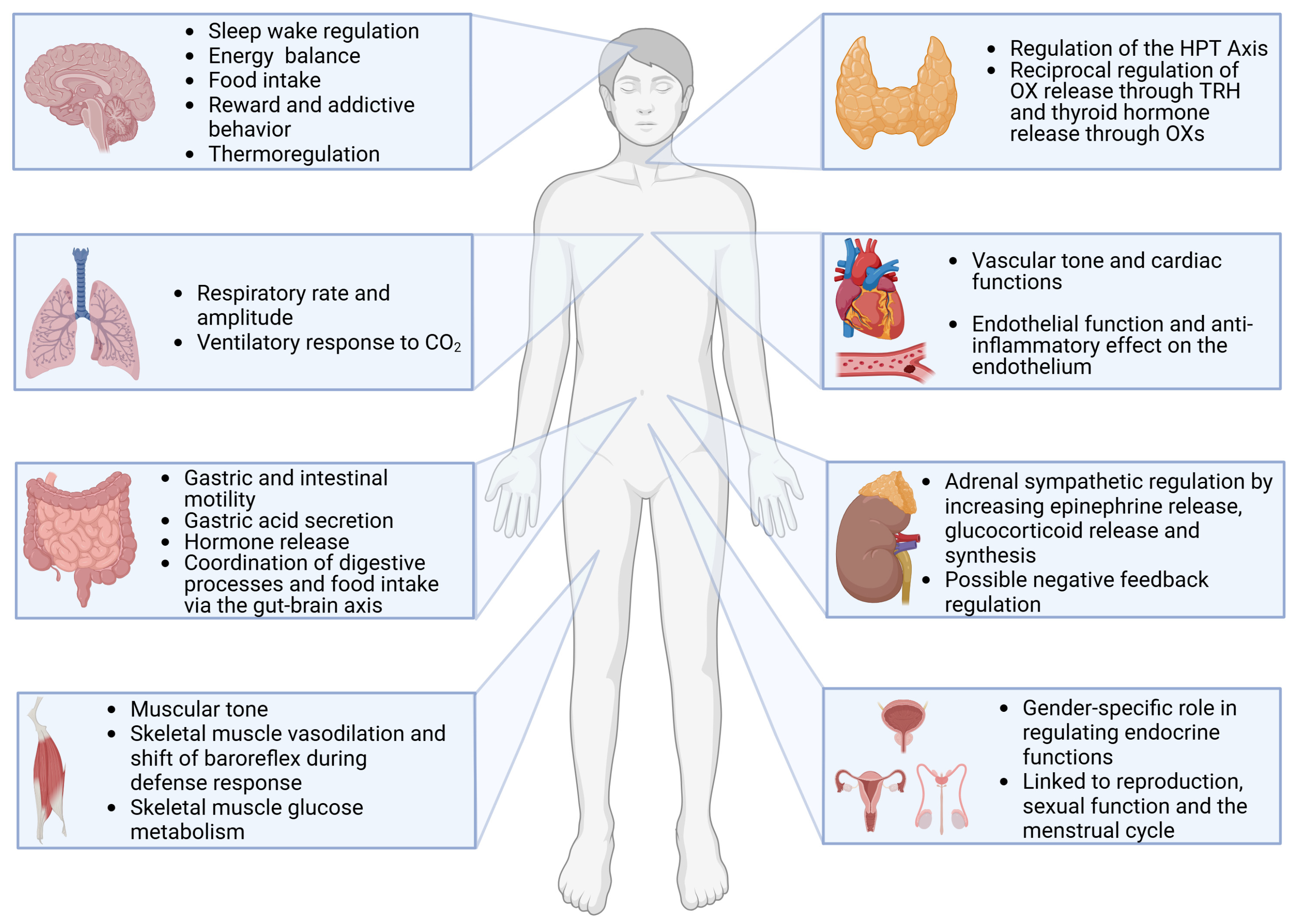 Biomedicines 13 00545 g001