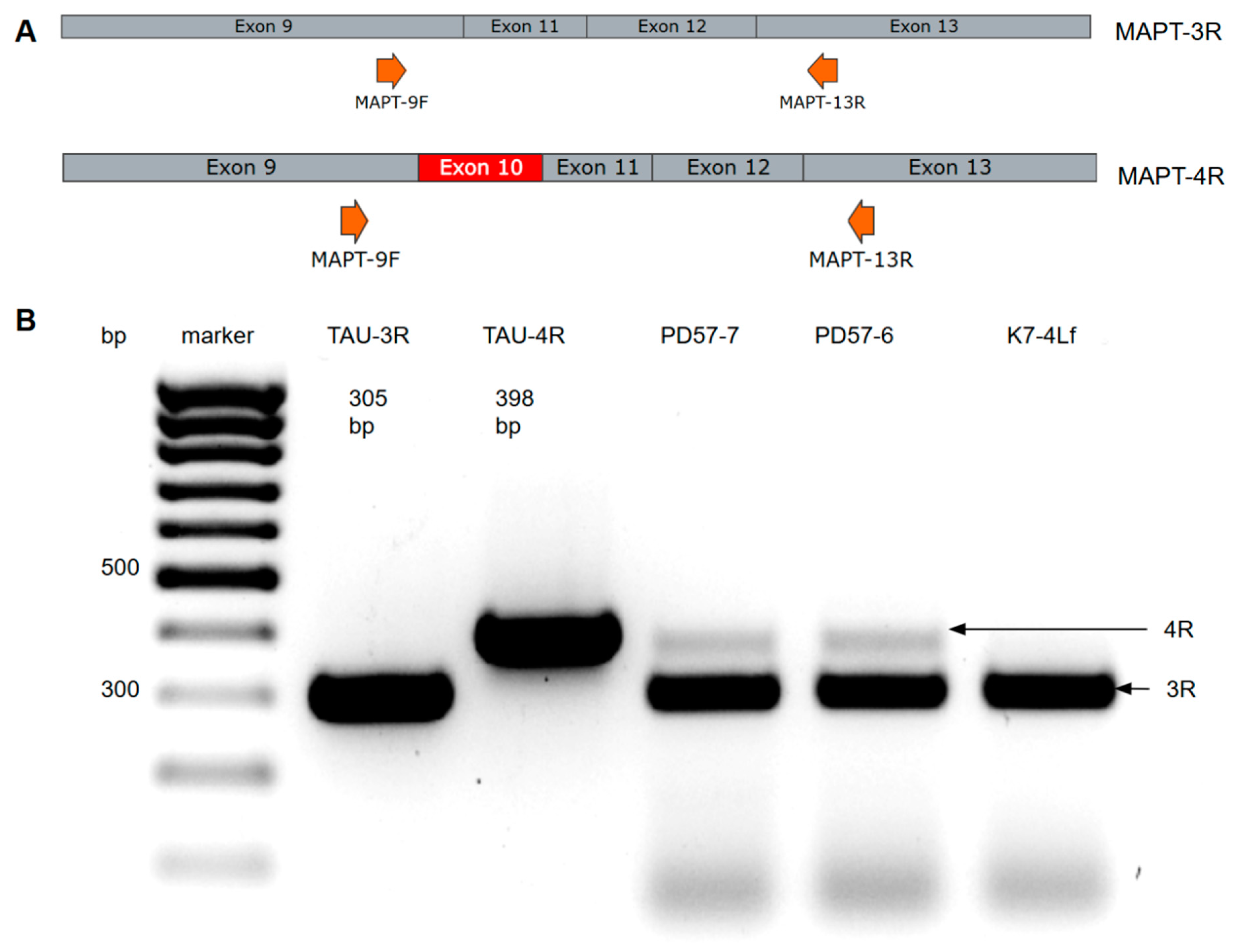 Biomedicines 13 00550 g001
