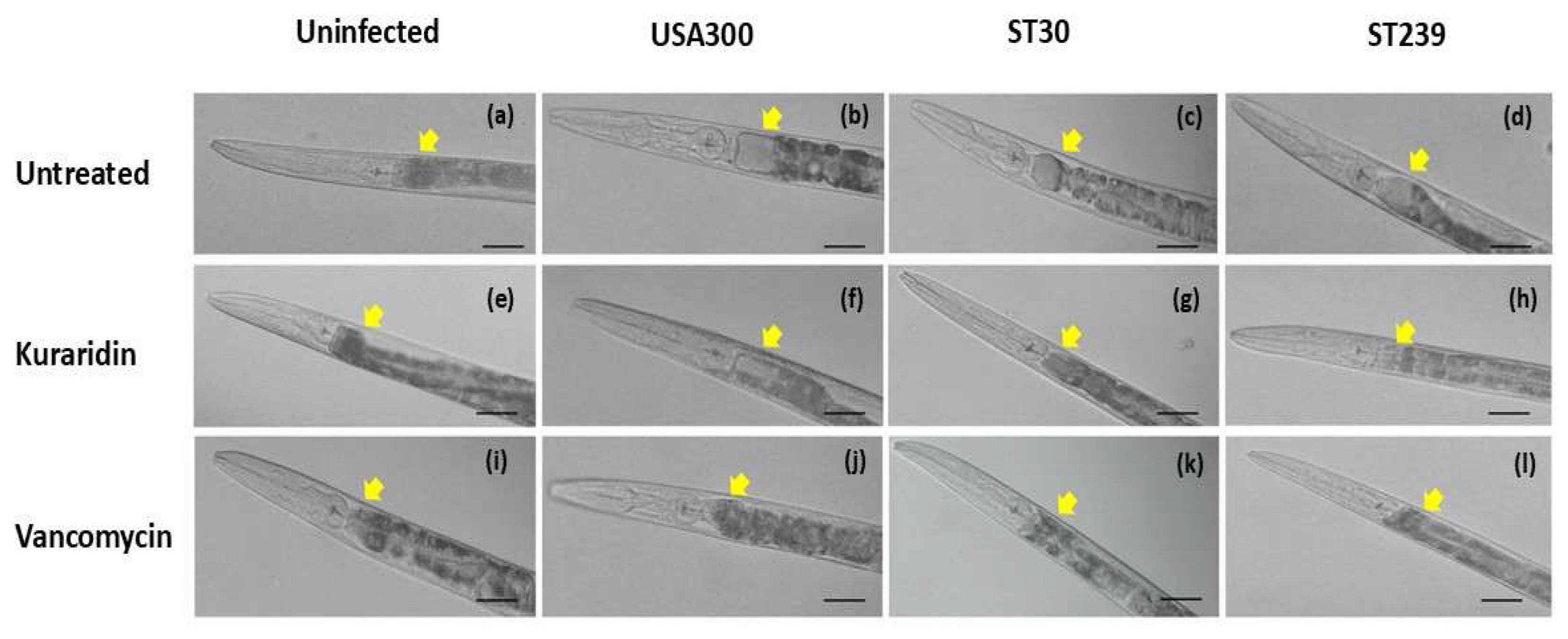 Biomedicines 13 00564 g008