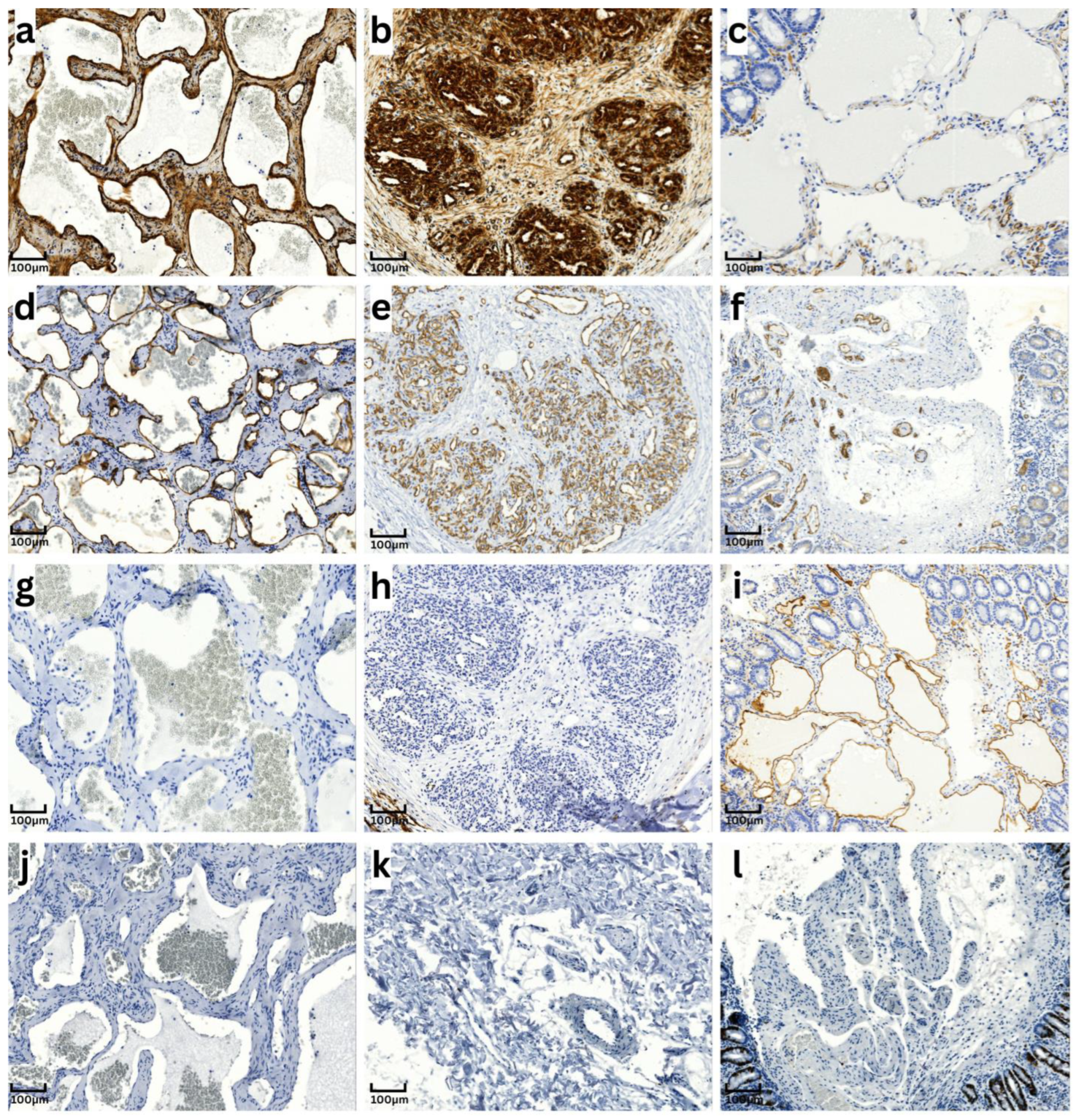 Biomedicines 13 00565 g001