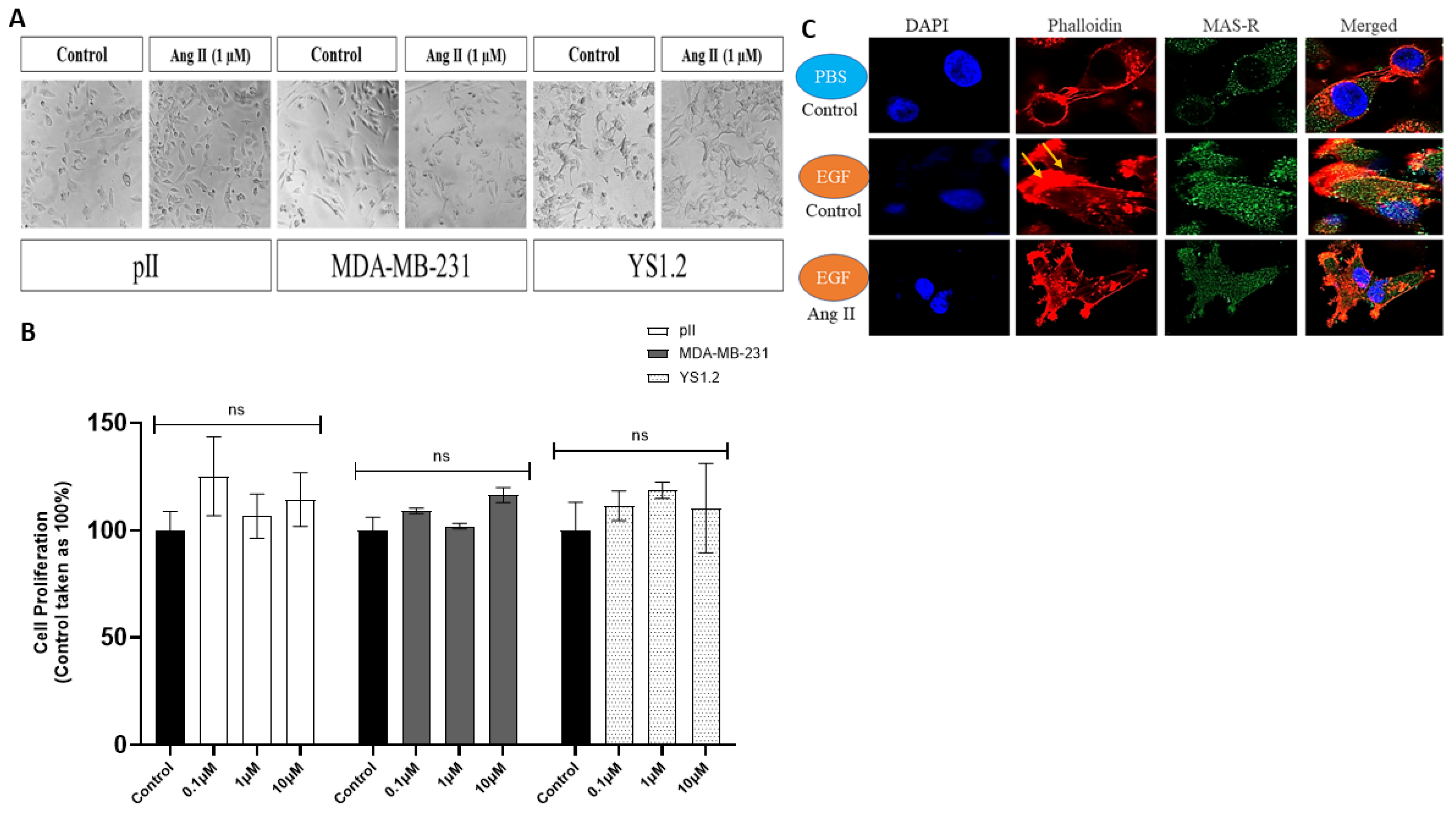 Biomedicines 13 00567 g002
