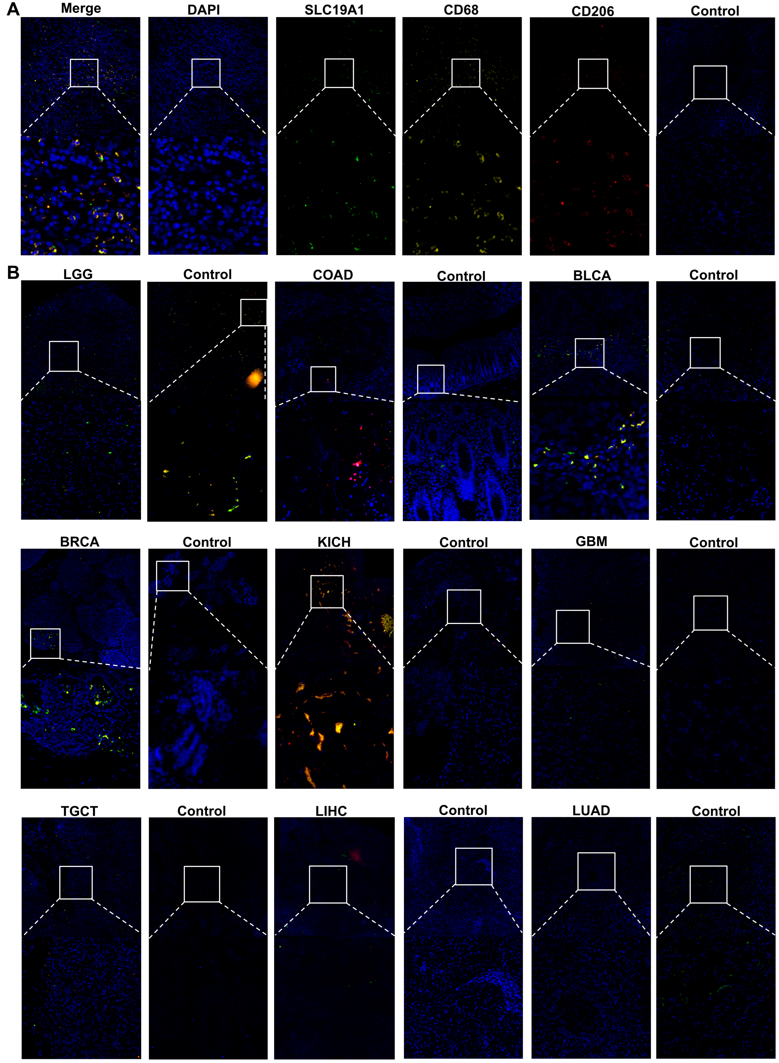 Biomedicines 13 00571 g008