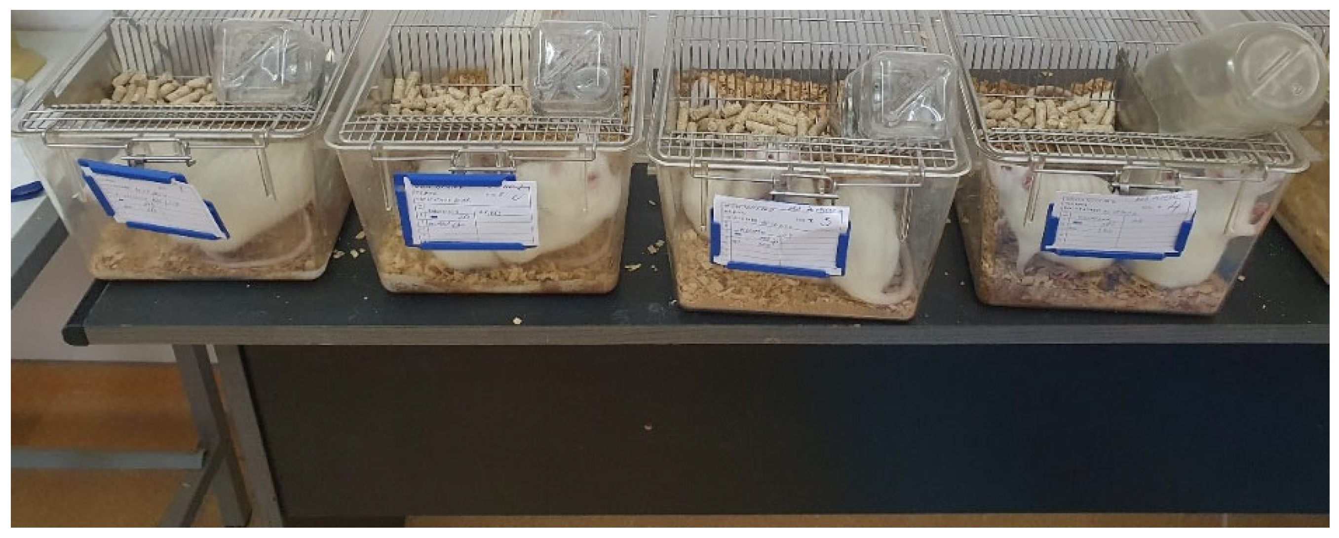 Biomedicines 13 00575 g001