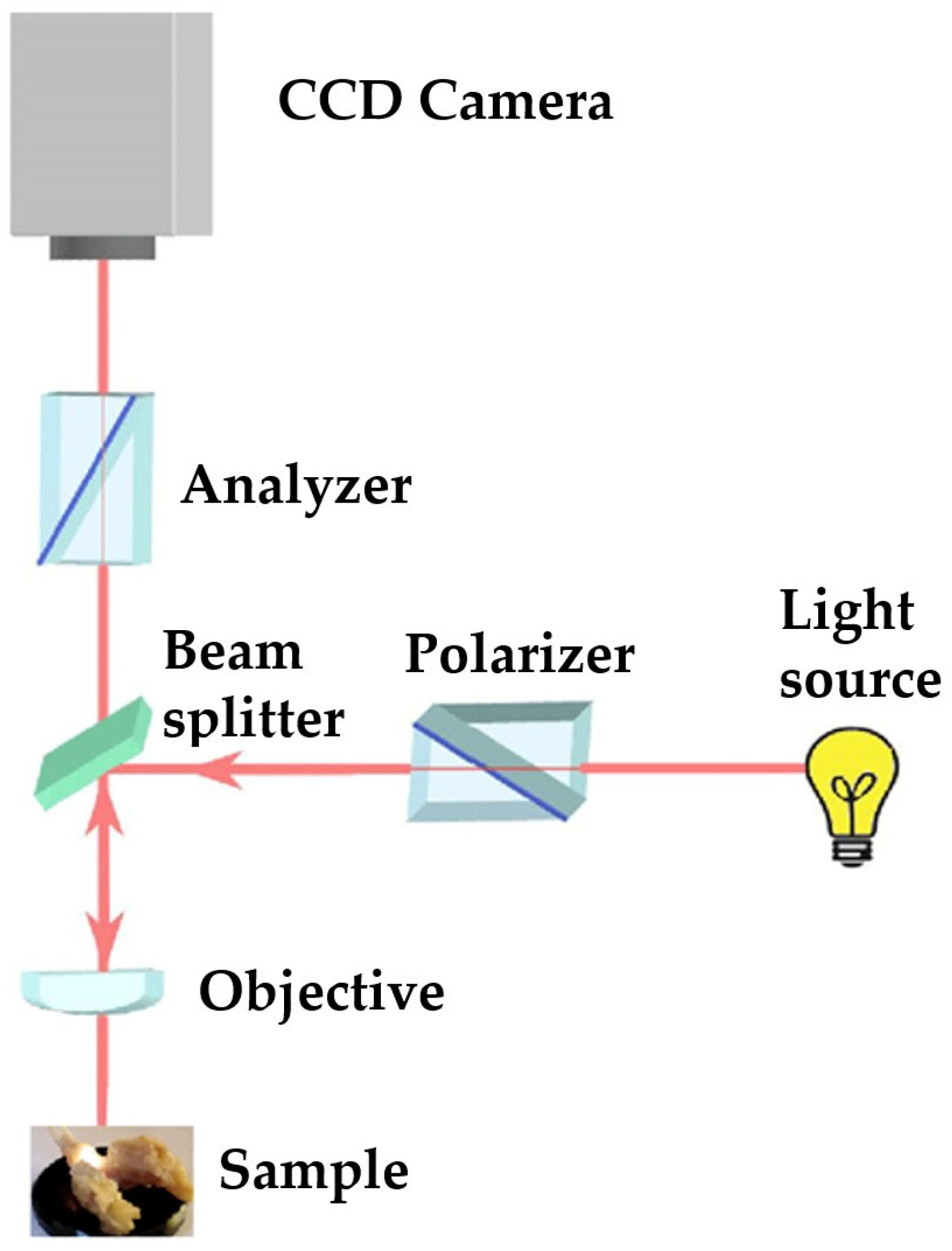 Biomedicines 13 00575 g003