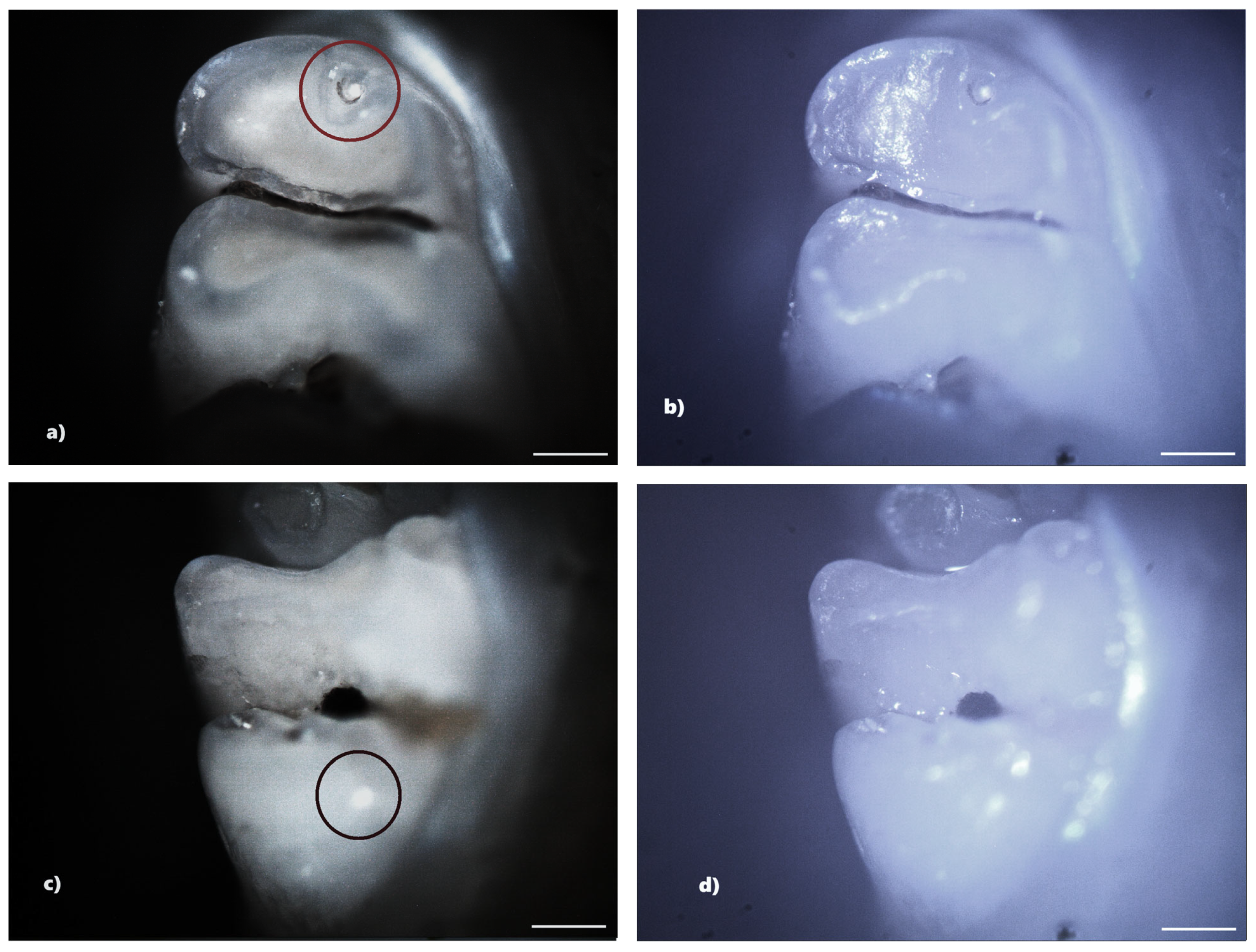 Biomedicines 13 00575 g004