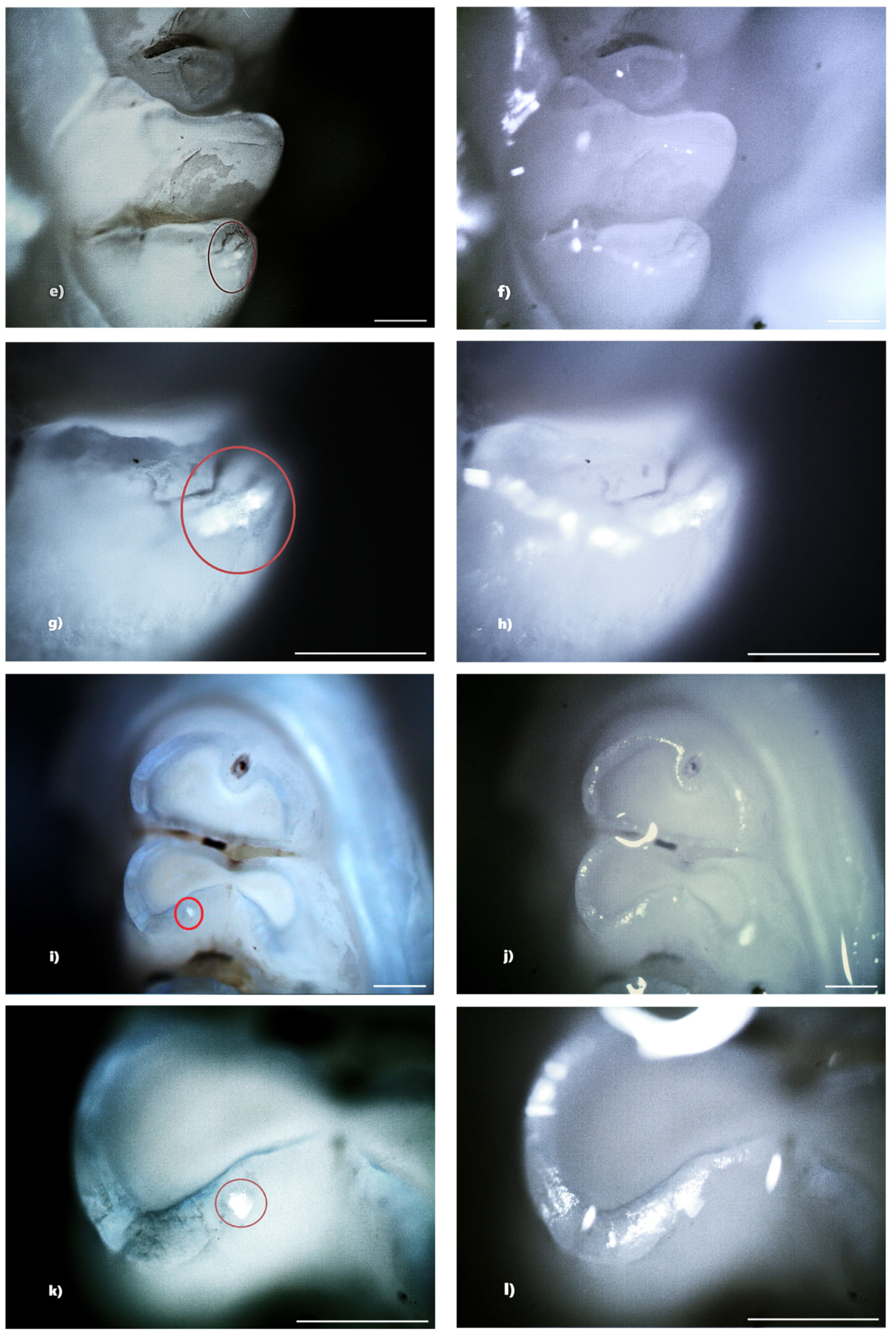 Biomedicines 13 00575 g008b