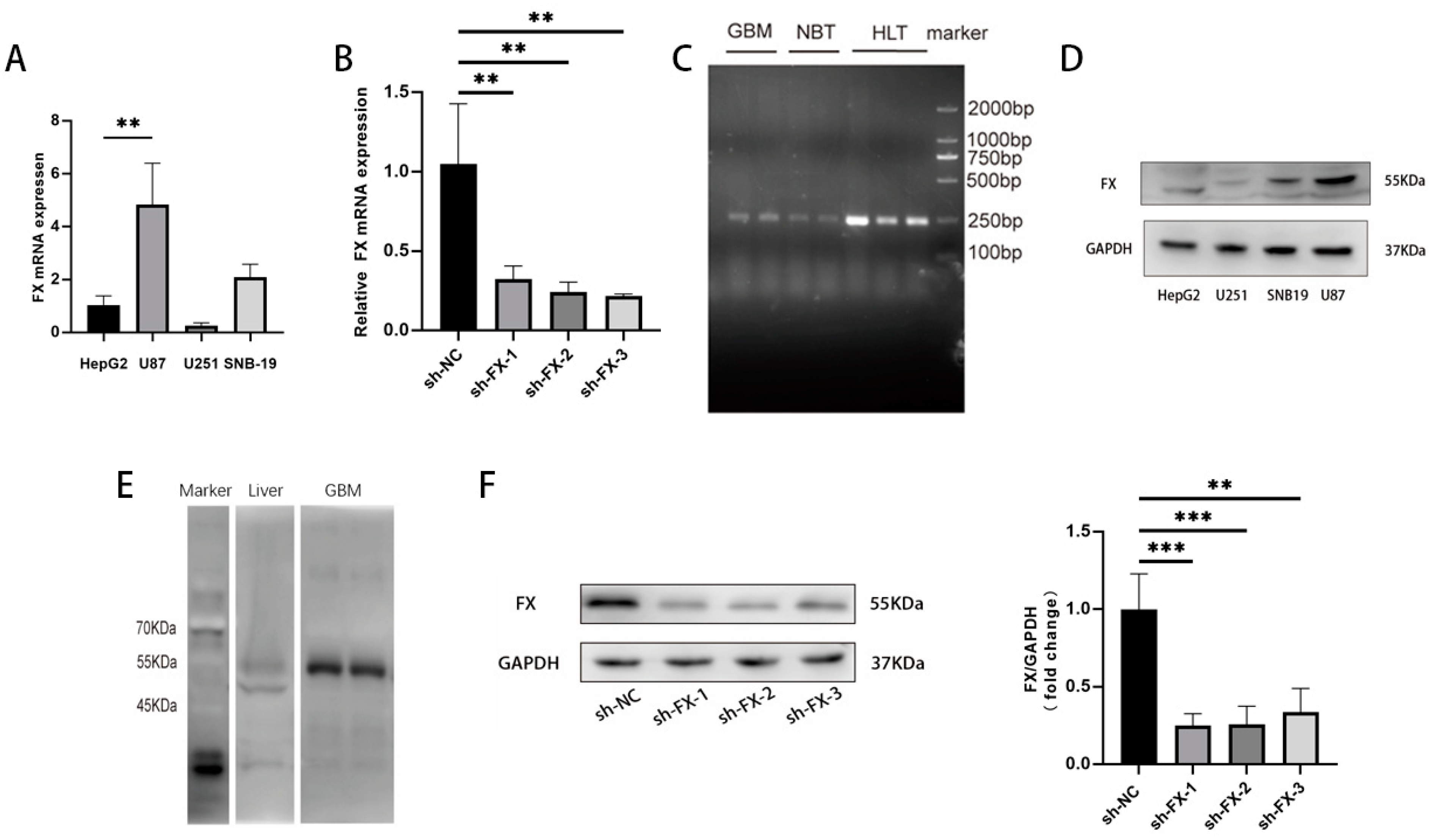Biomedicines 13 00576 g001
