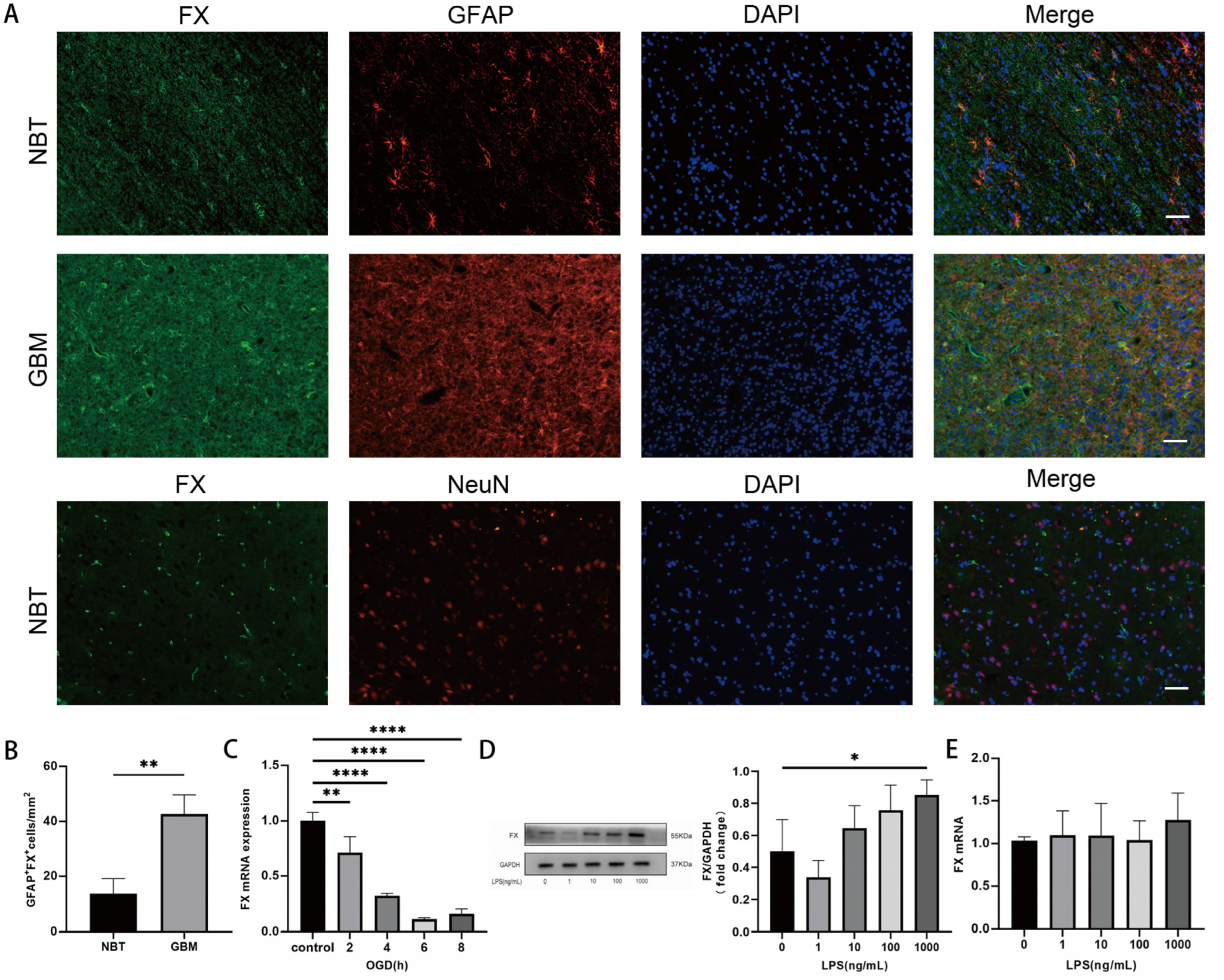 Biomedicines 13 00576 g002