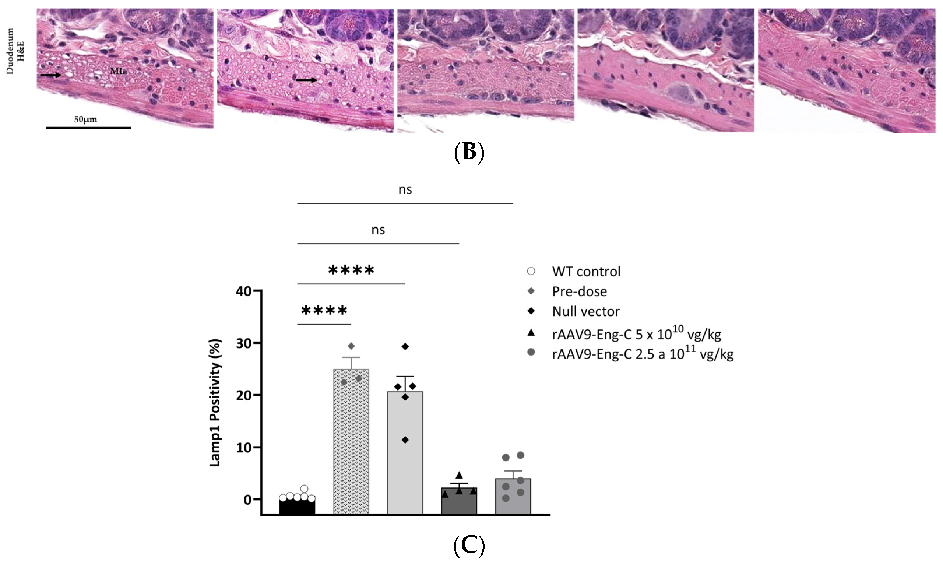 Biomedicines 13 00577 g008b
