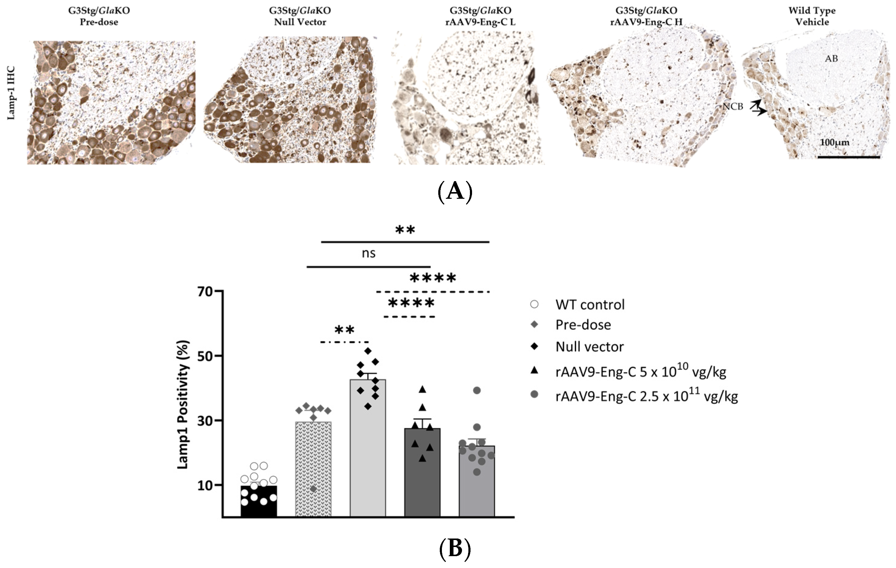 Biomedicines 13 00577 g009