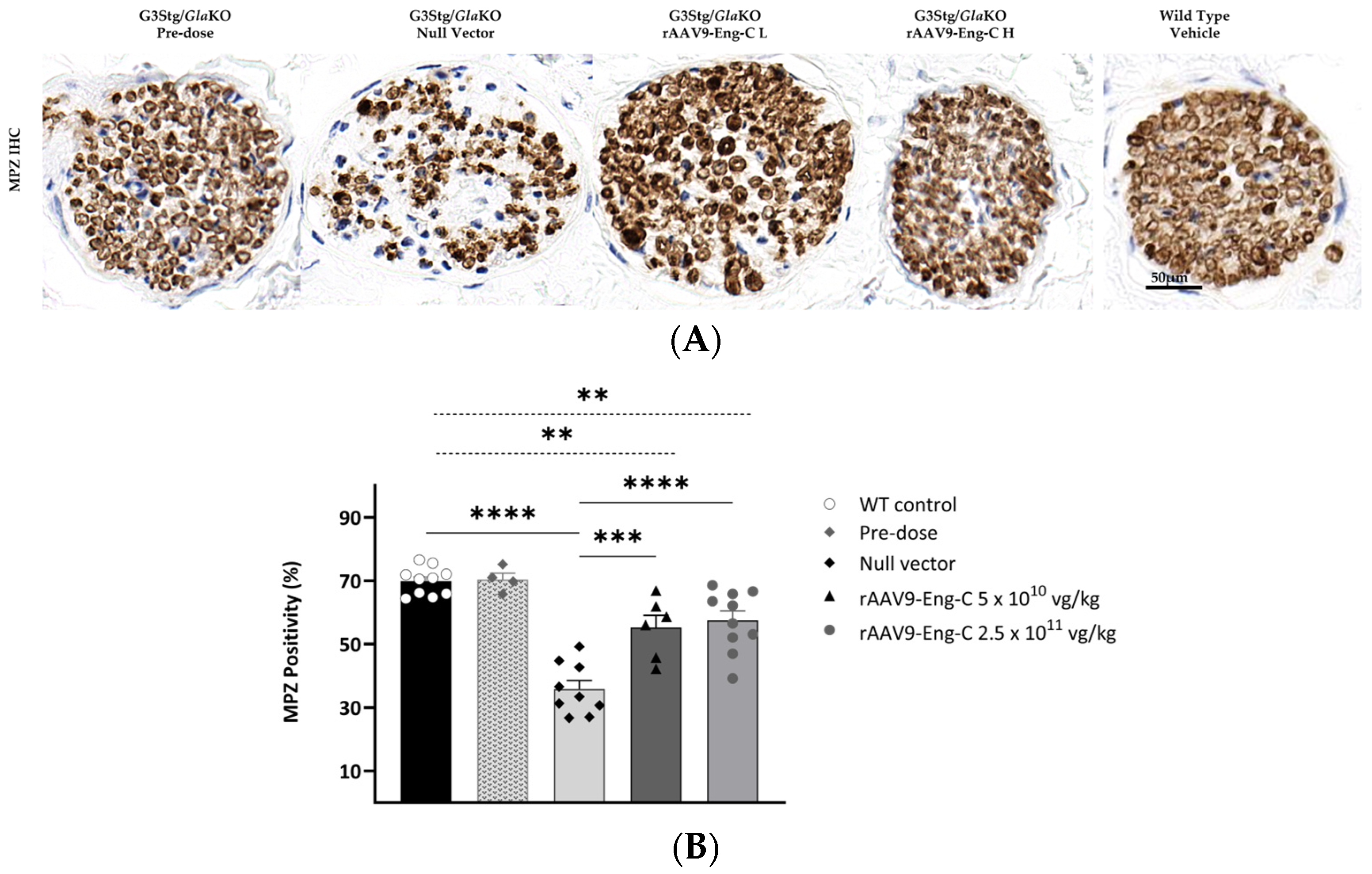 Biomedicines 13 00577 g010