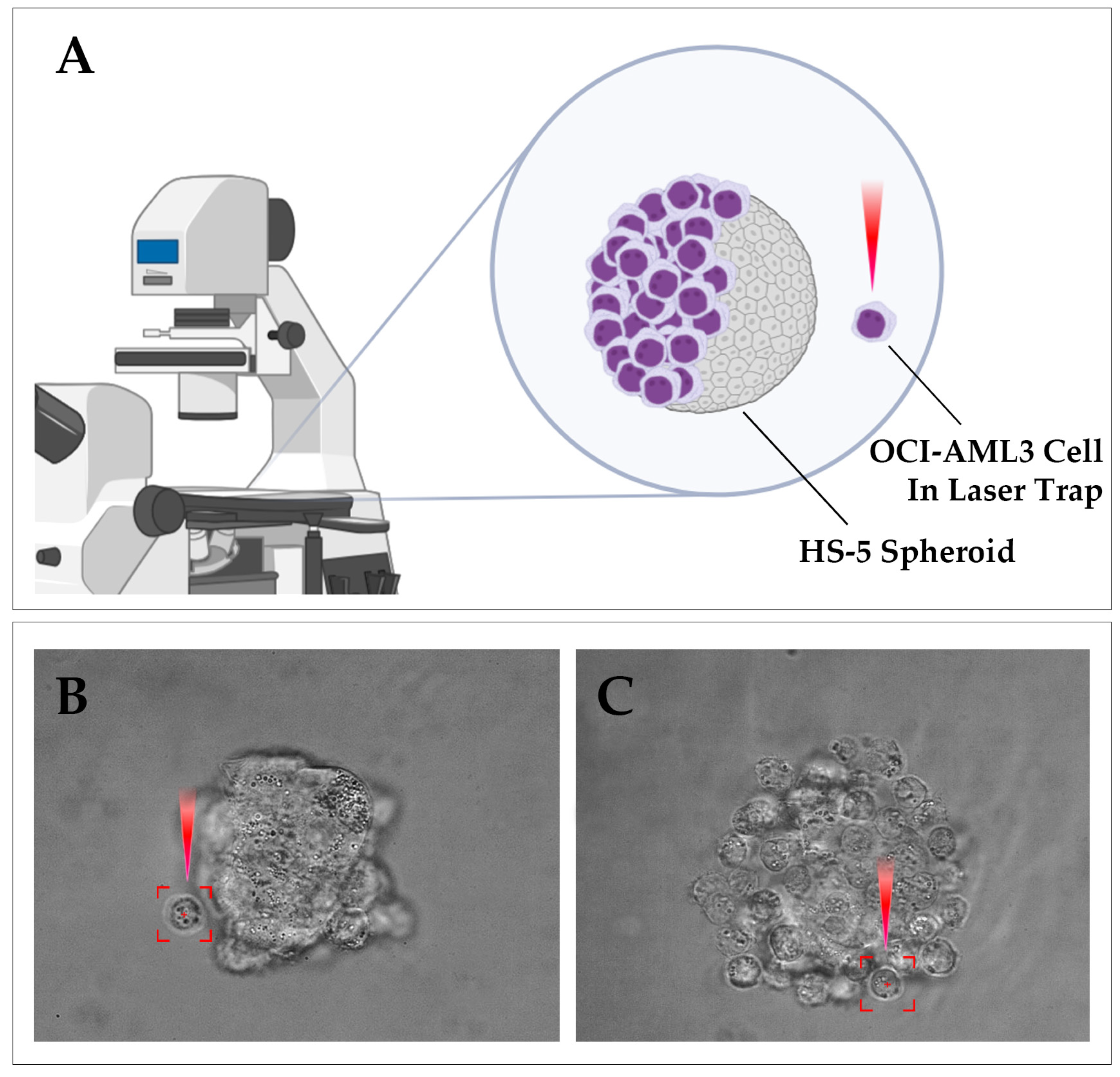 Biomedicines 13 00578 g001