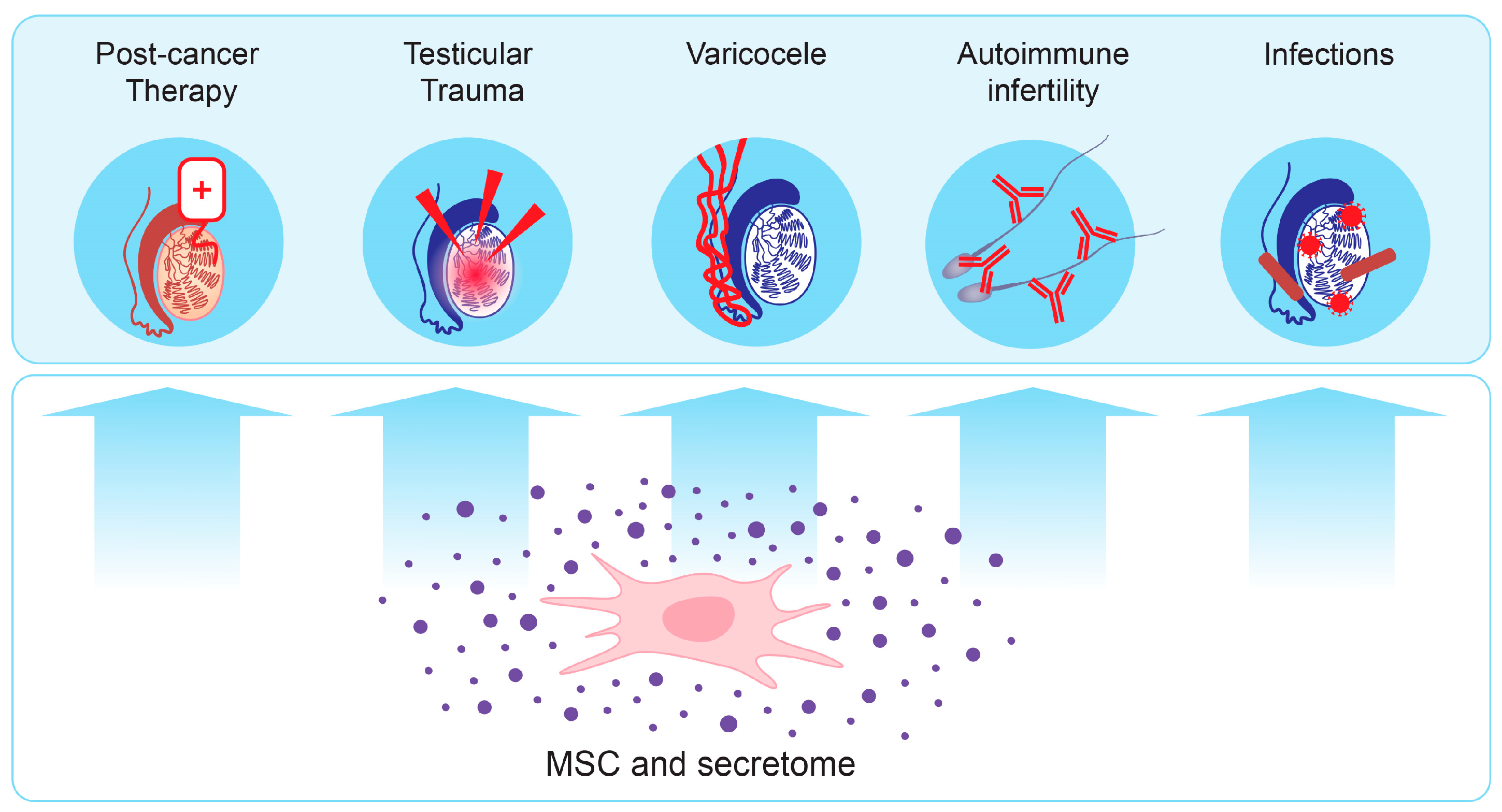 Biomedicines 13 00586 g003