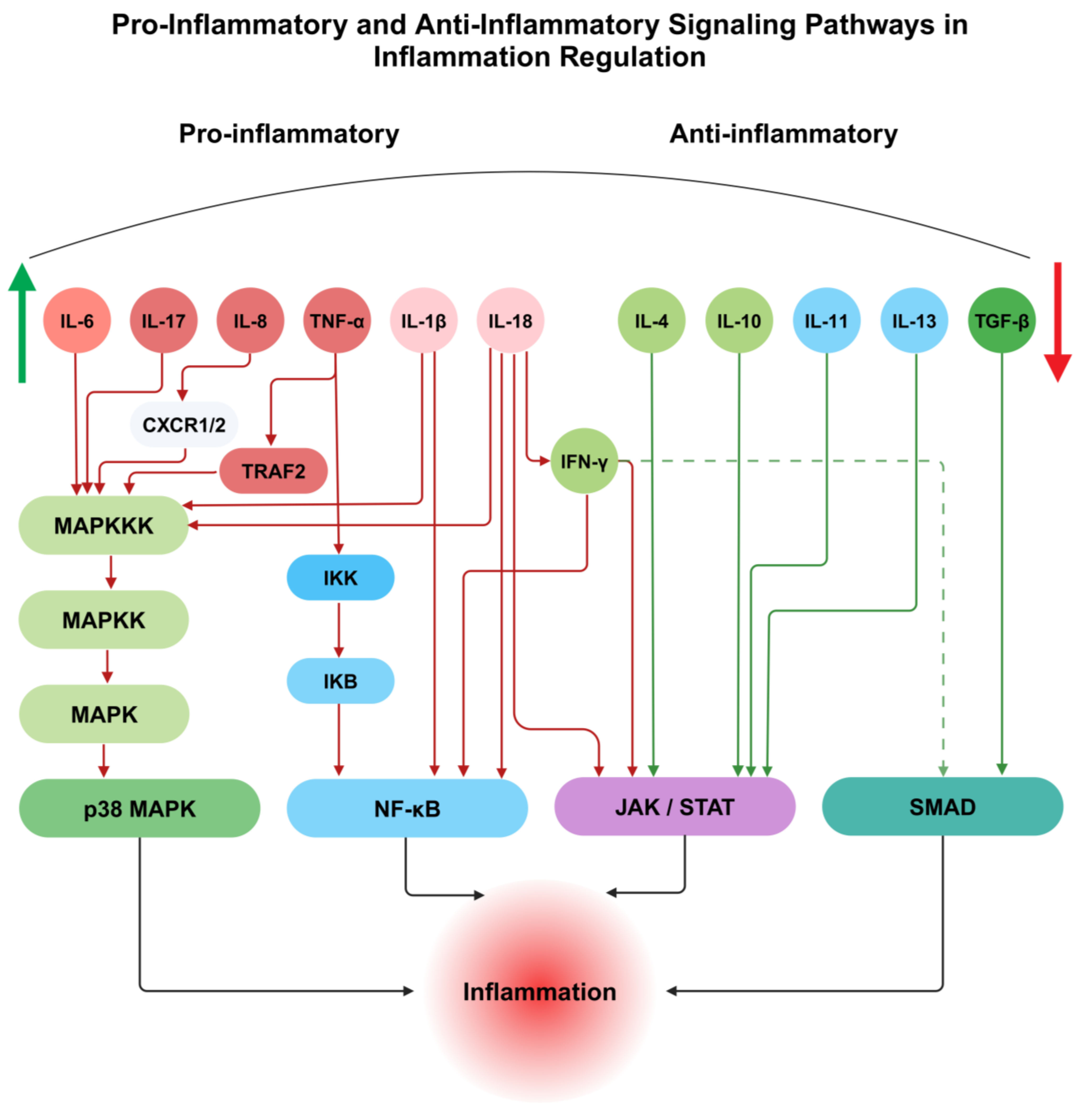 Biomedicines 13 00589 g002