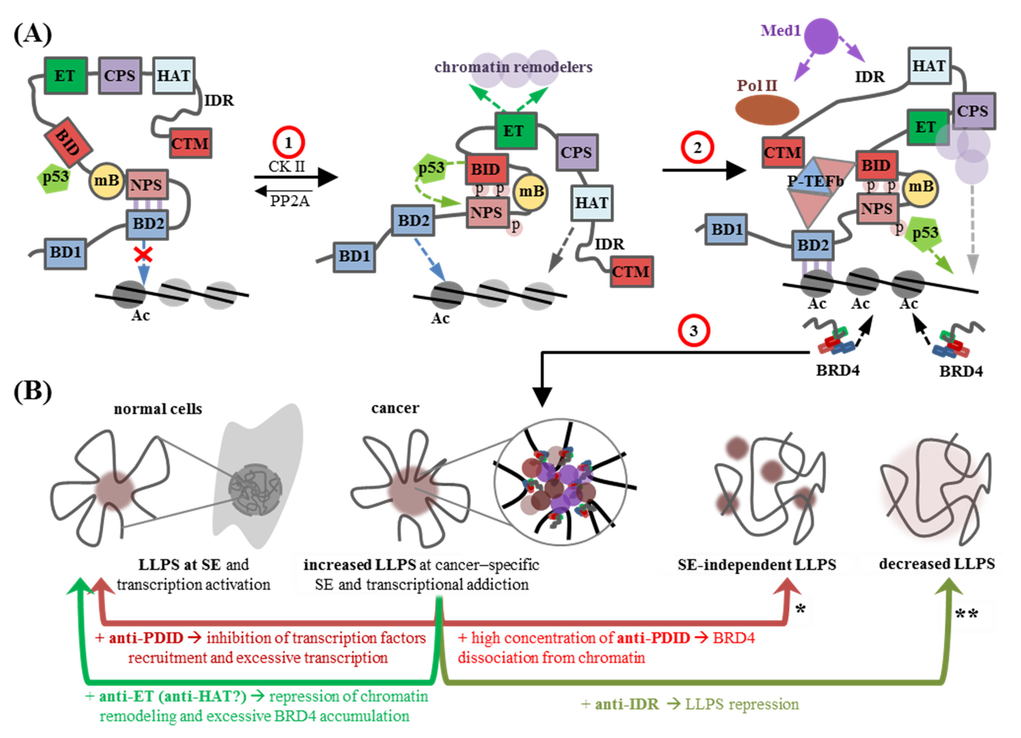 Biomedicines 13 00594 g002