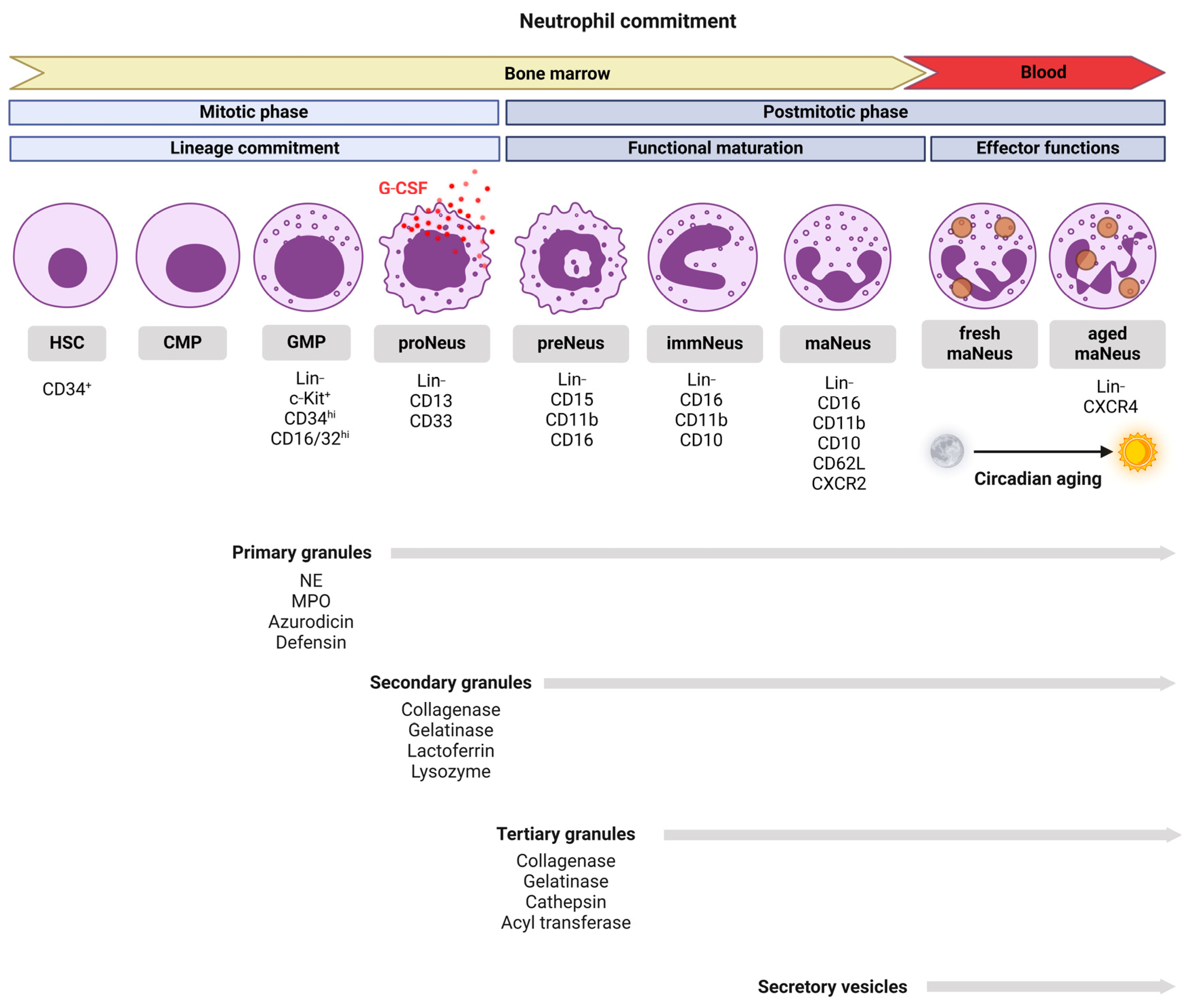 Biomedicines 13 00597 g001