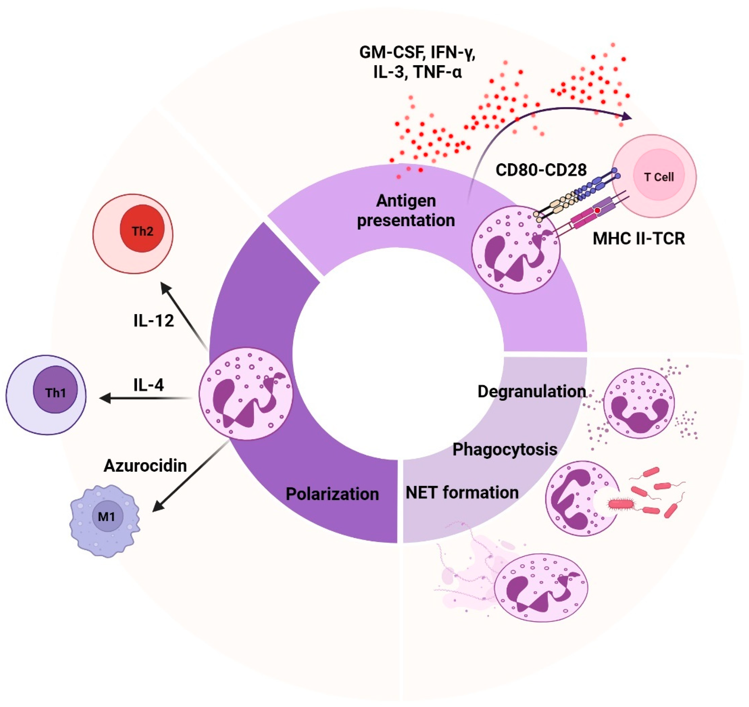 Biomedicines 13 00597 g002