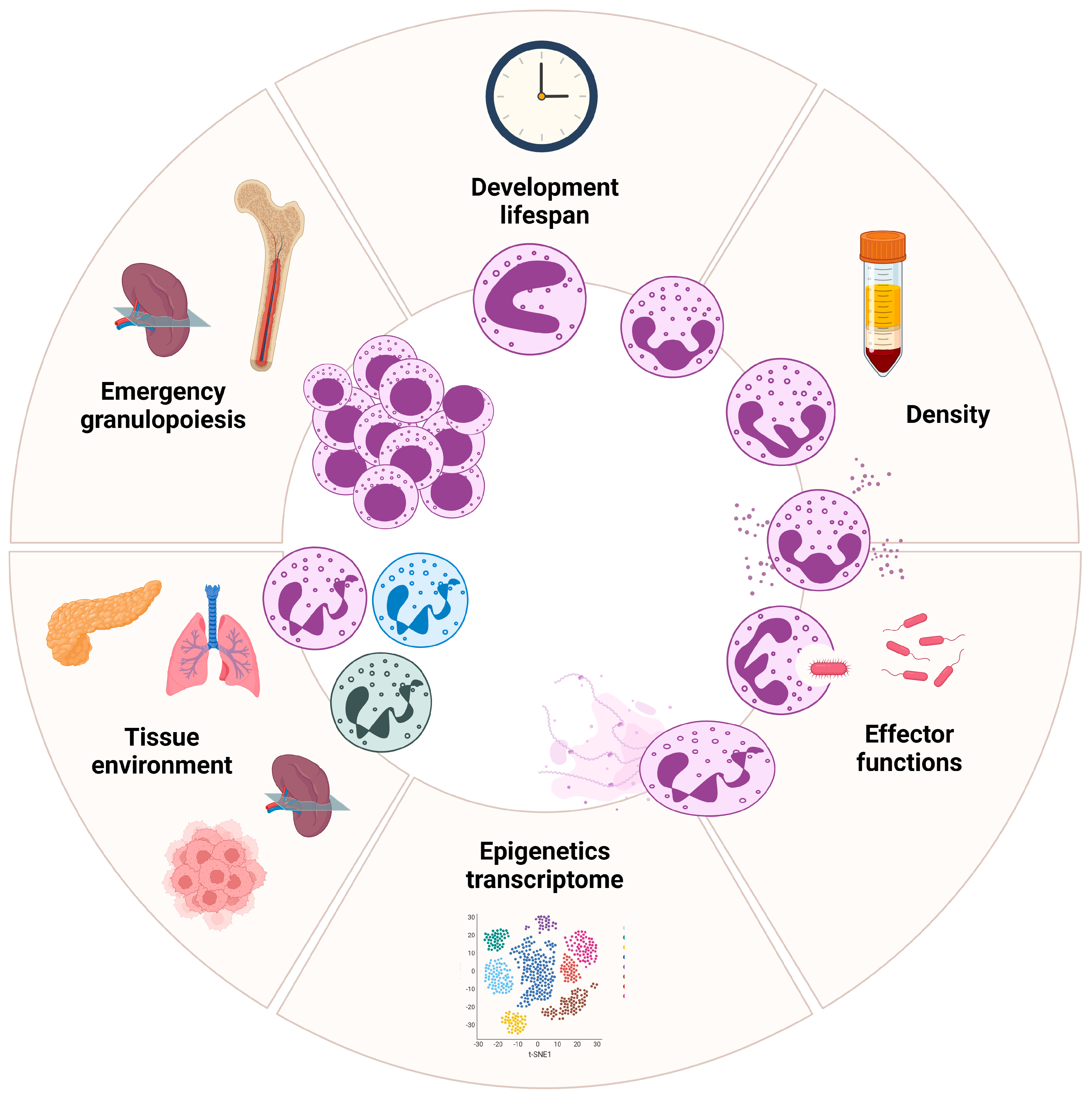 Biomedicines 13 00597 g003
