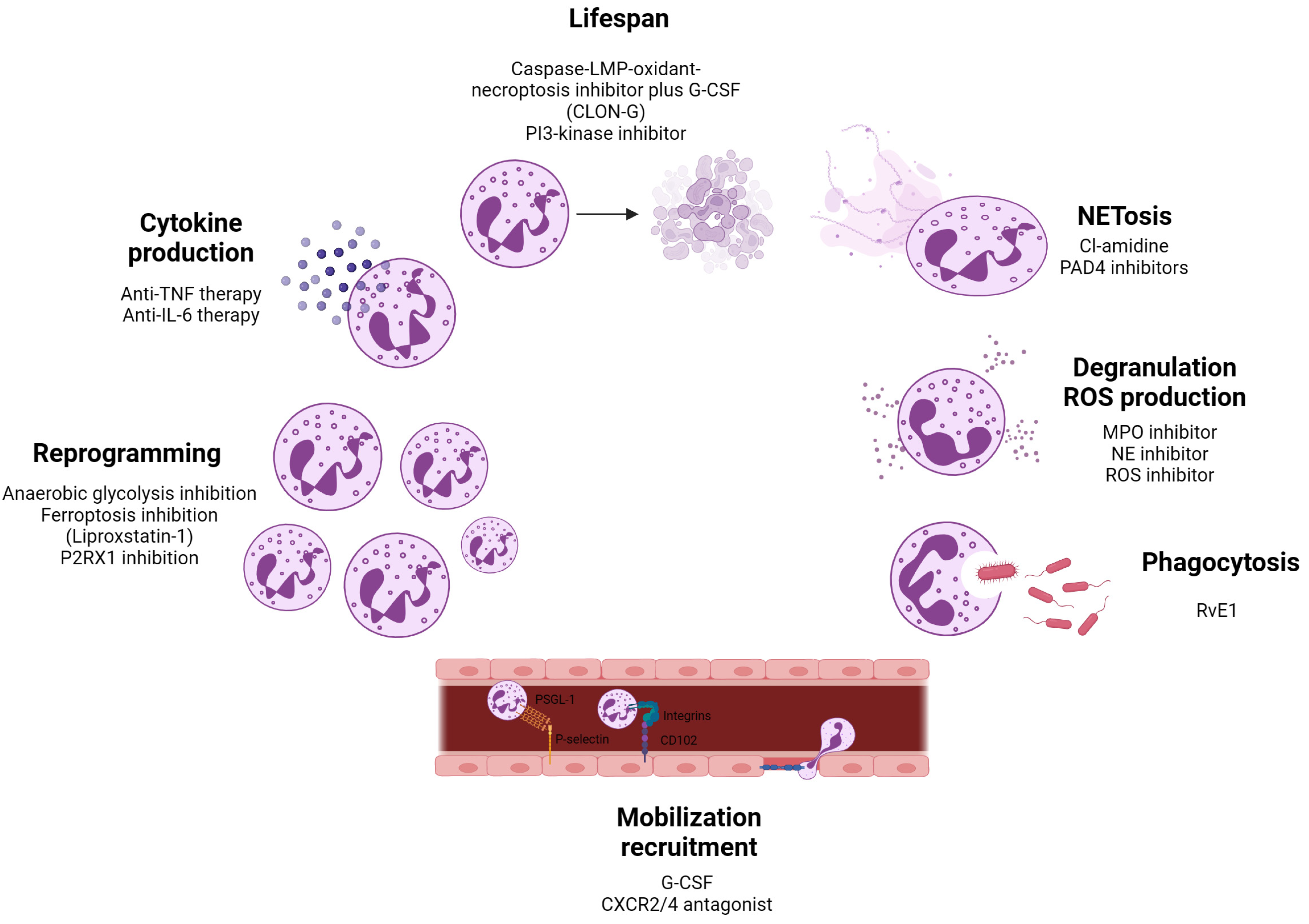 Biomedicines 13 00597 g004