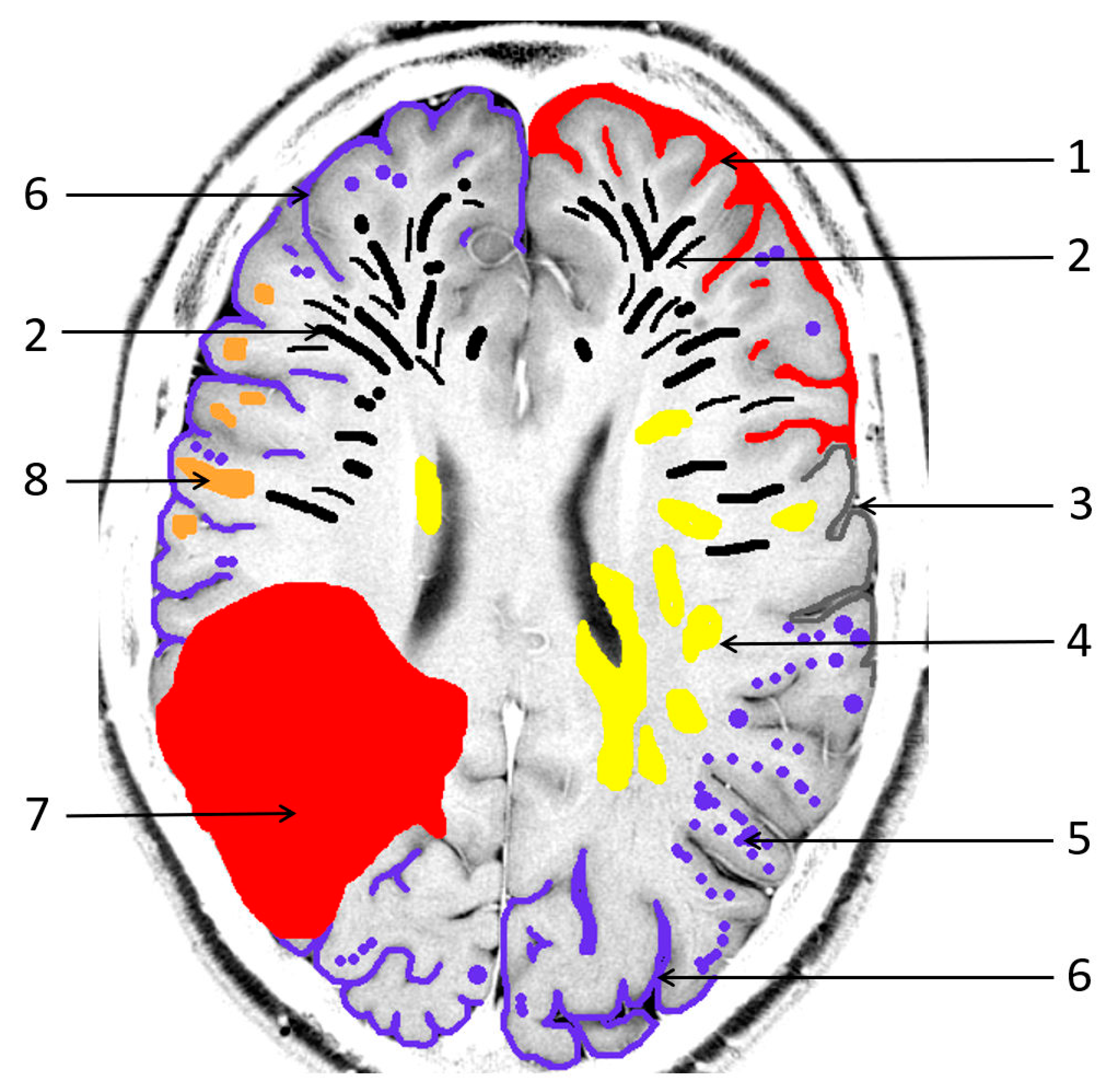 Biomedicines 13 00603 g001