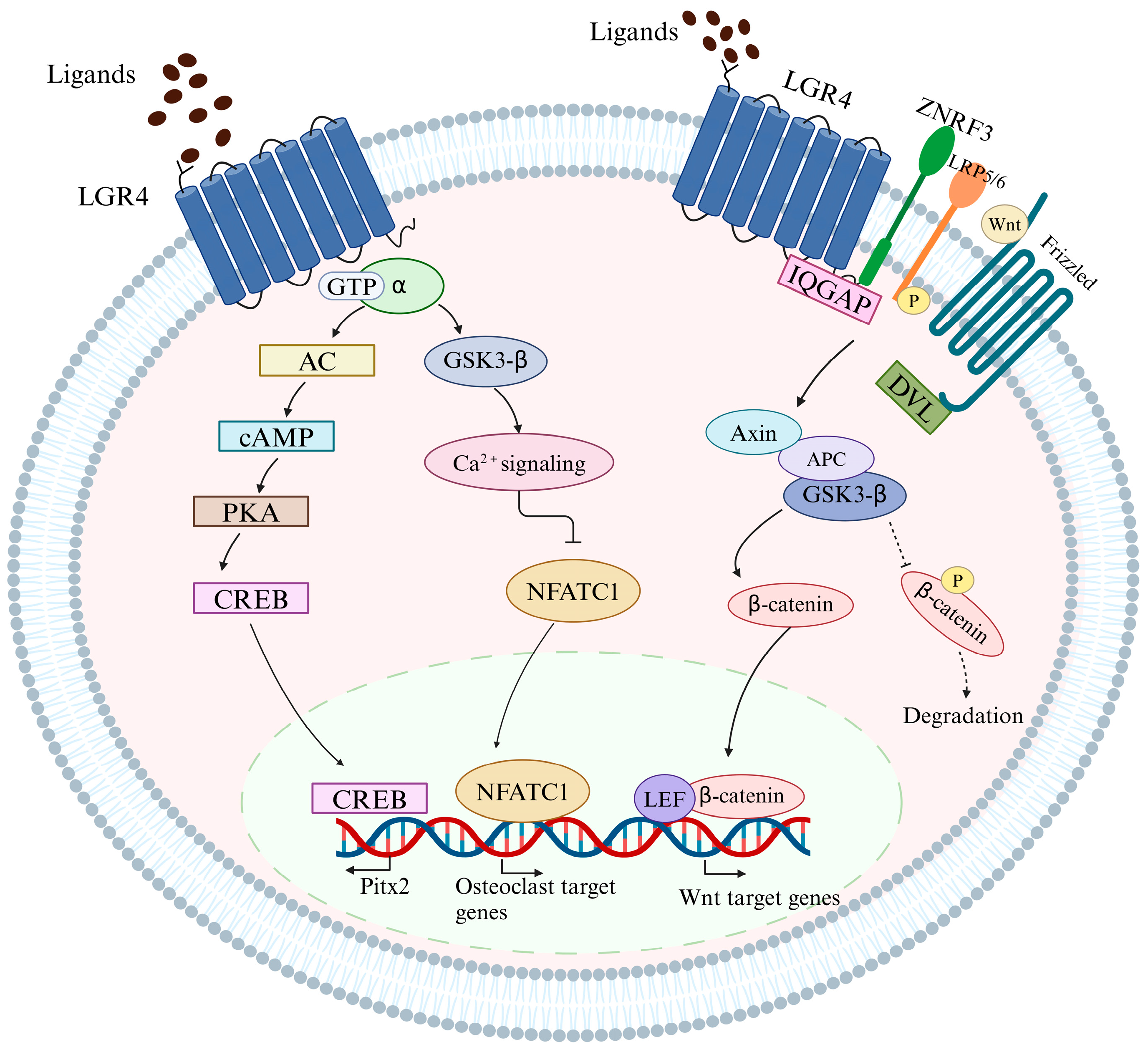 Biomedicines 13 00607 g002 Biomedicines 13 00607 g002
