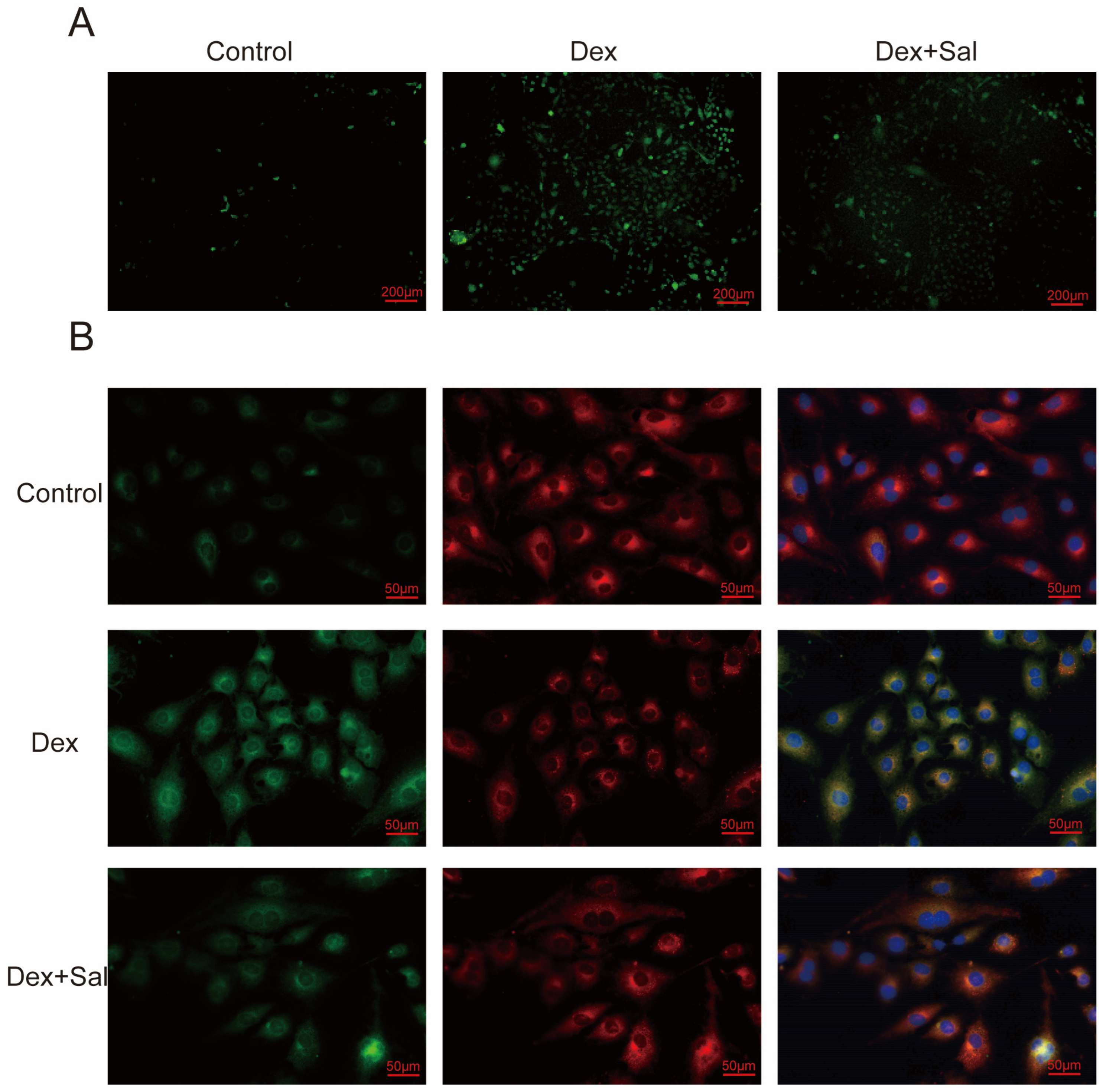 Biomedicines 13 00614 g006