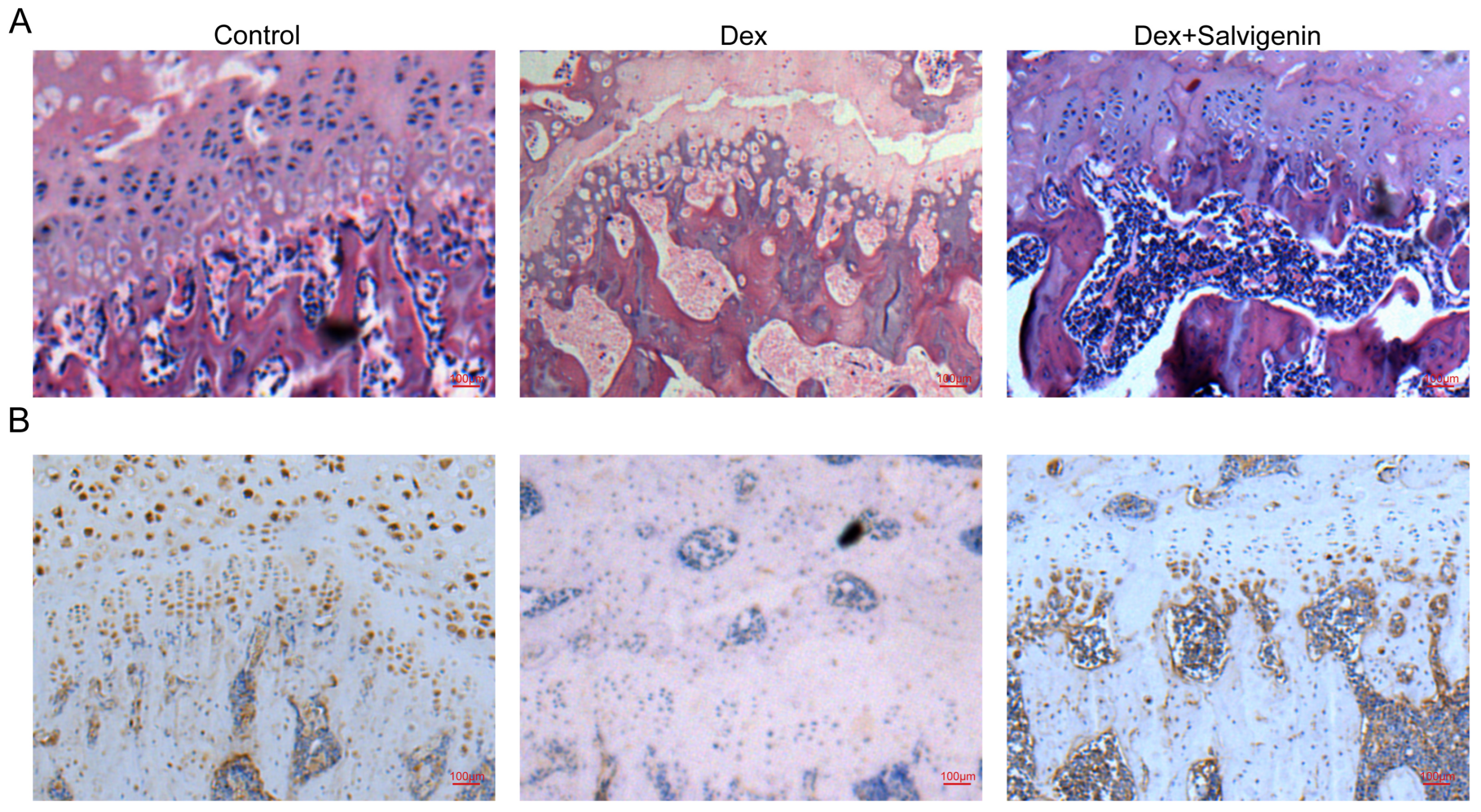 Biomedicines 13 00614 g007
