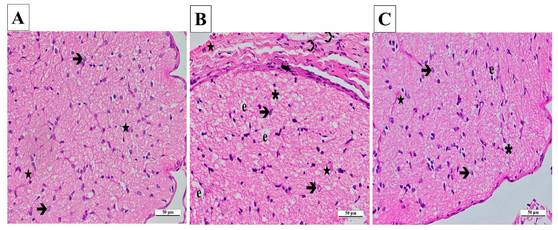 Biomedicines 13 00620 g006