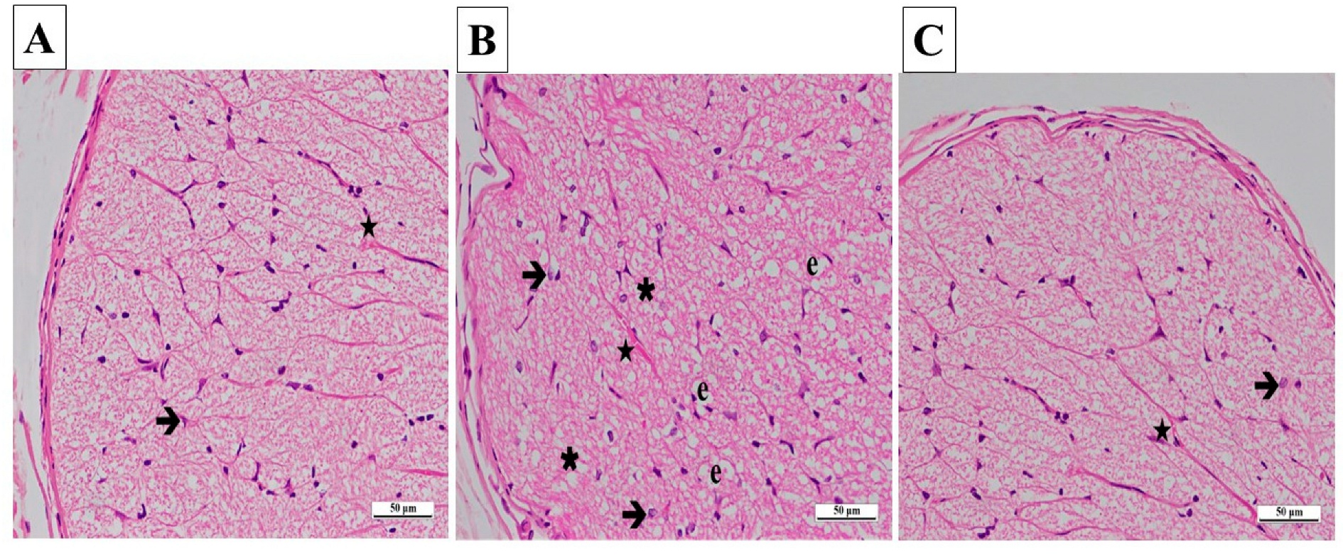 Biomedicines 13 00620 g007