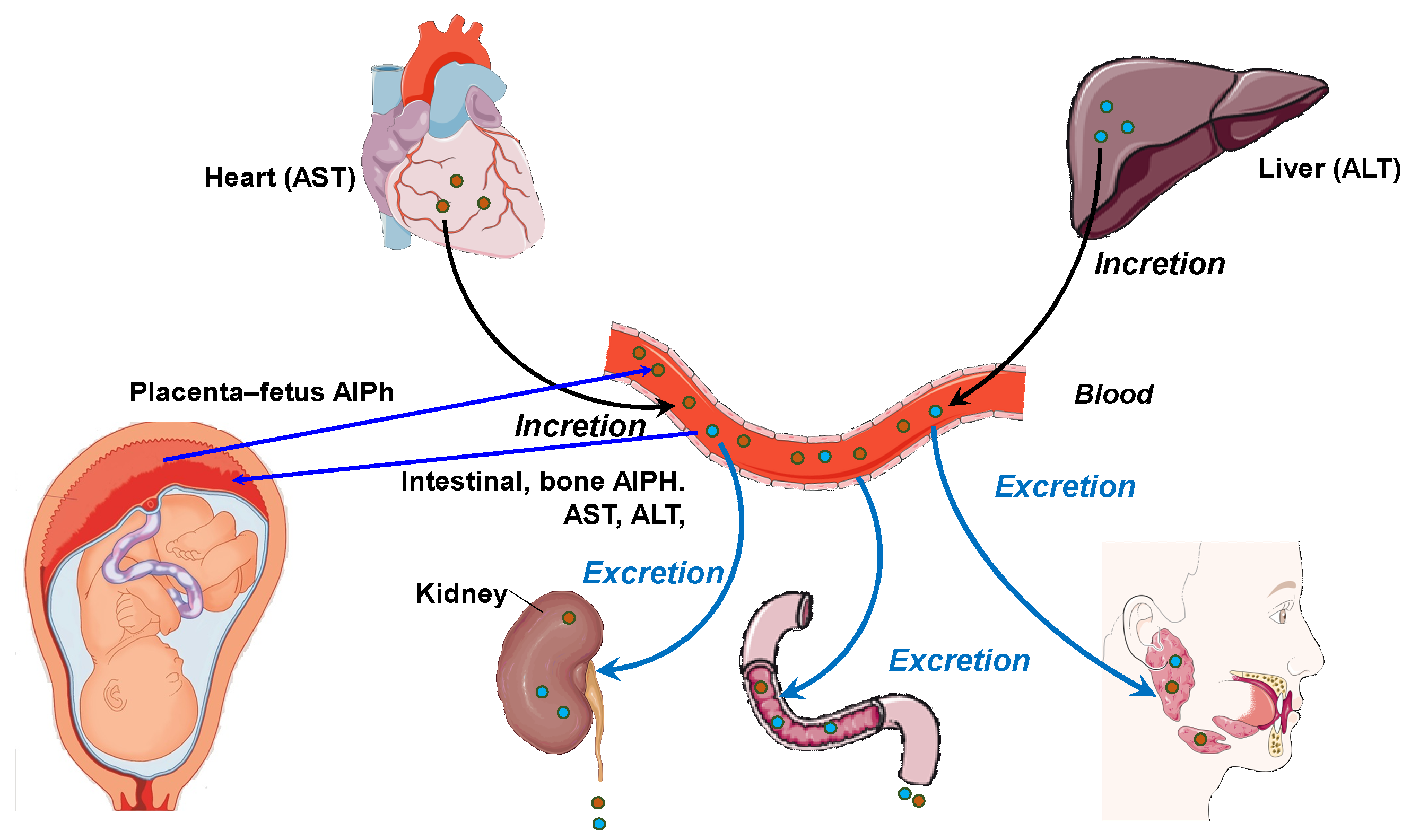 Biomedicines 13 00626 g001