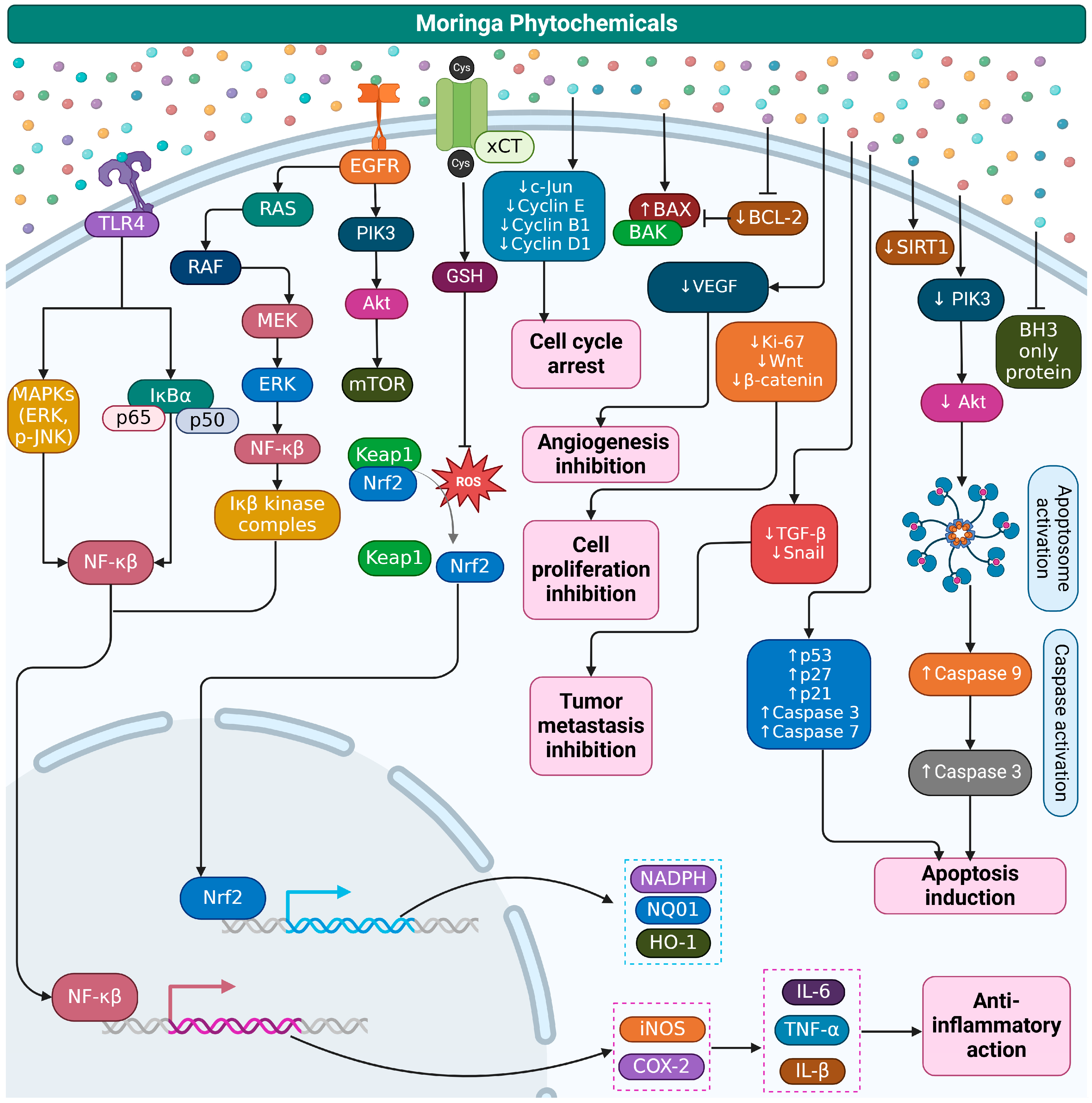 Biomedicines 13 00634 g001
