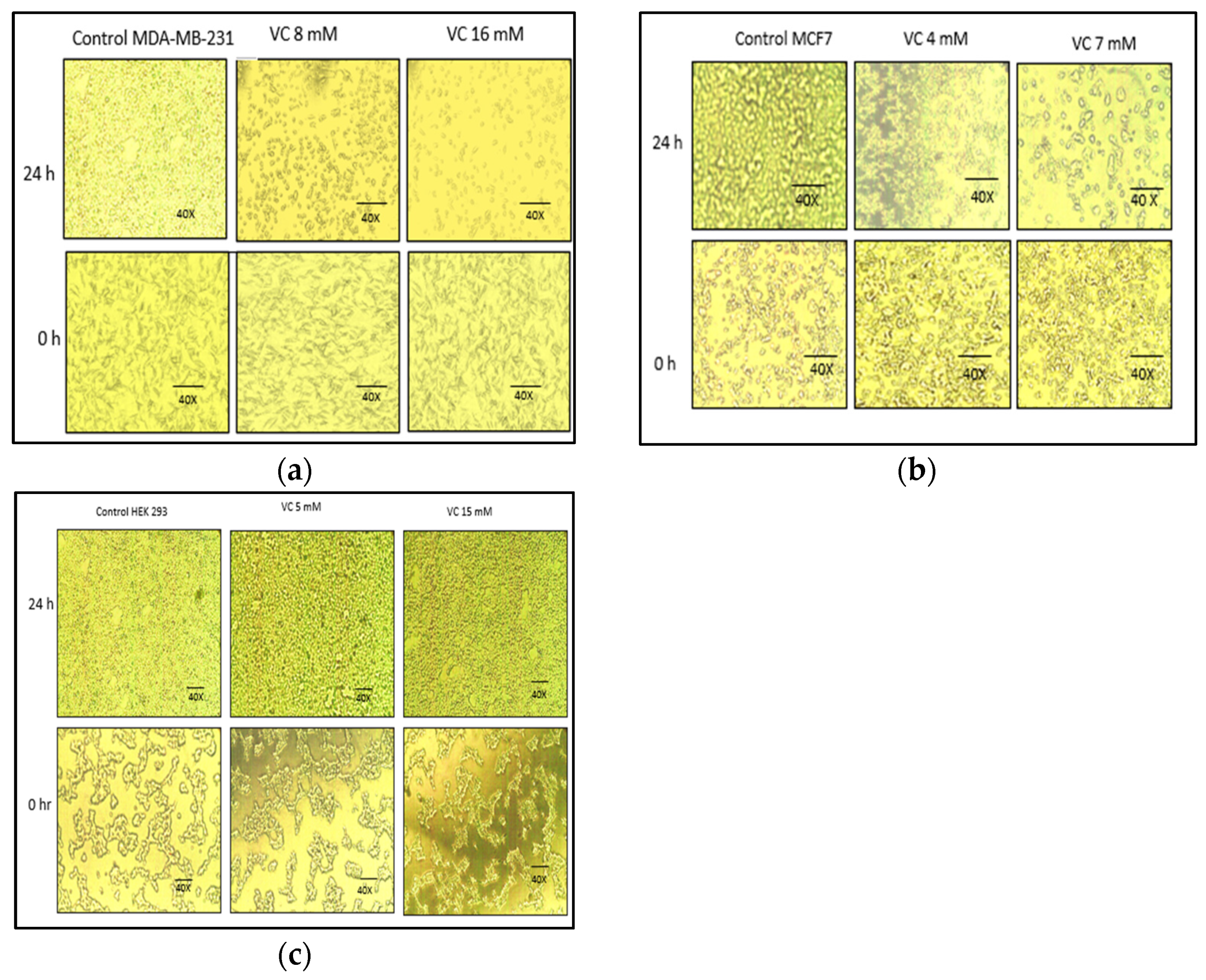Biomedicines 13 00640 g002