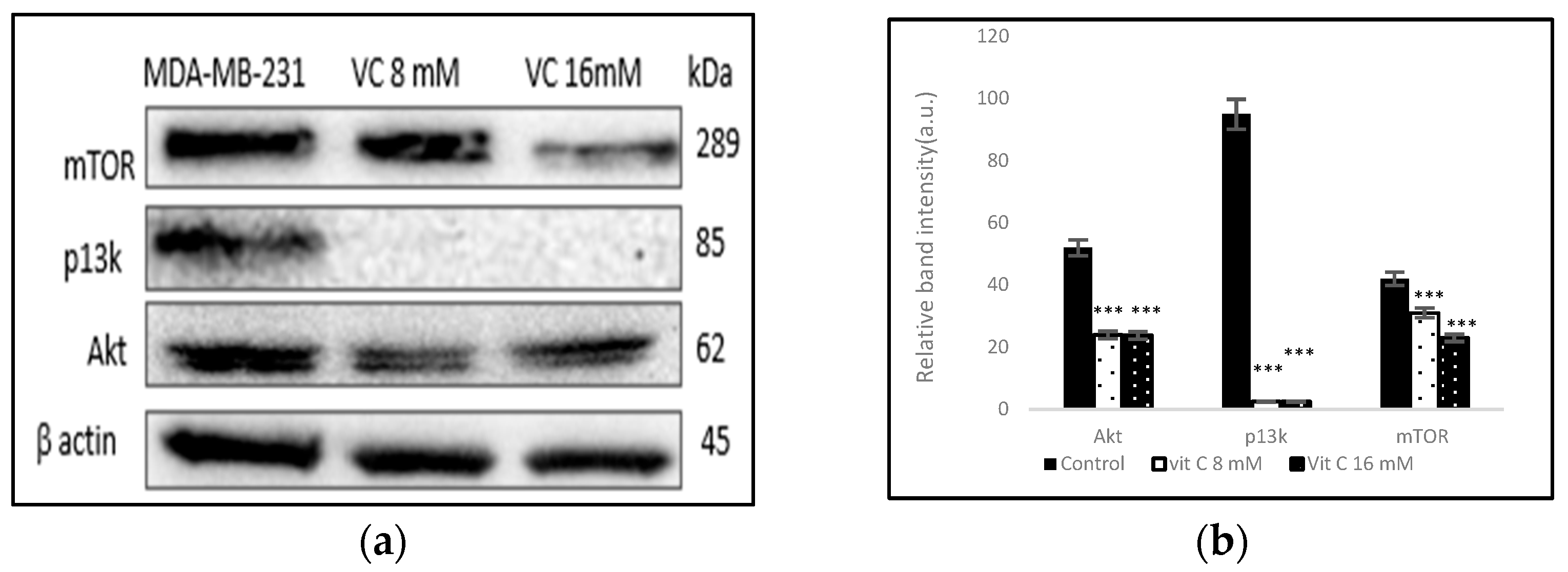 Biomedicines 13 00640 g011