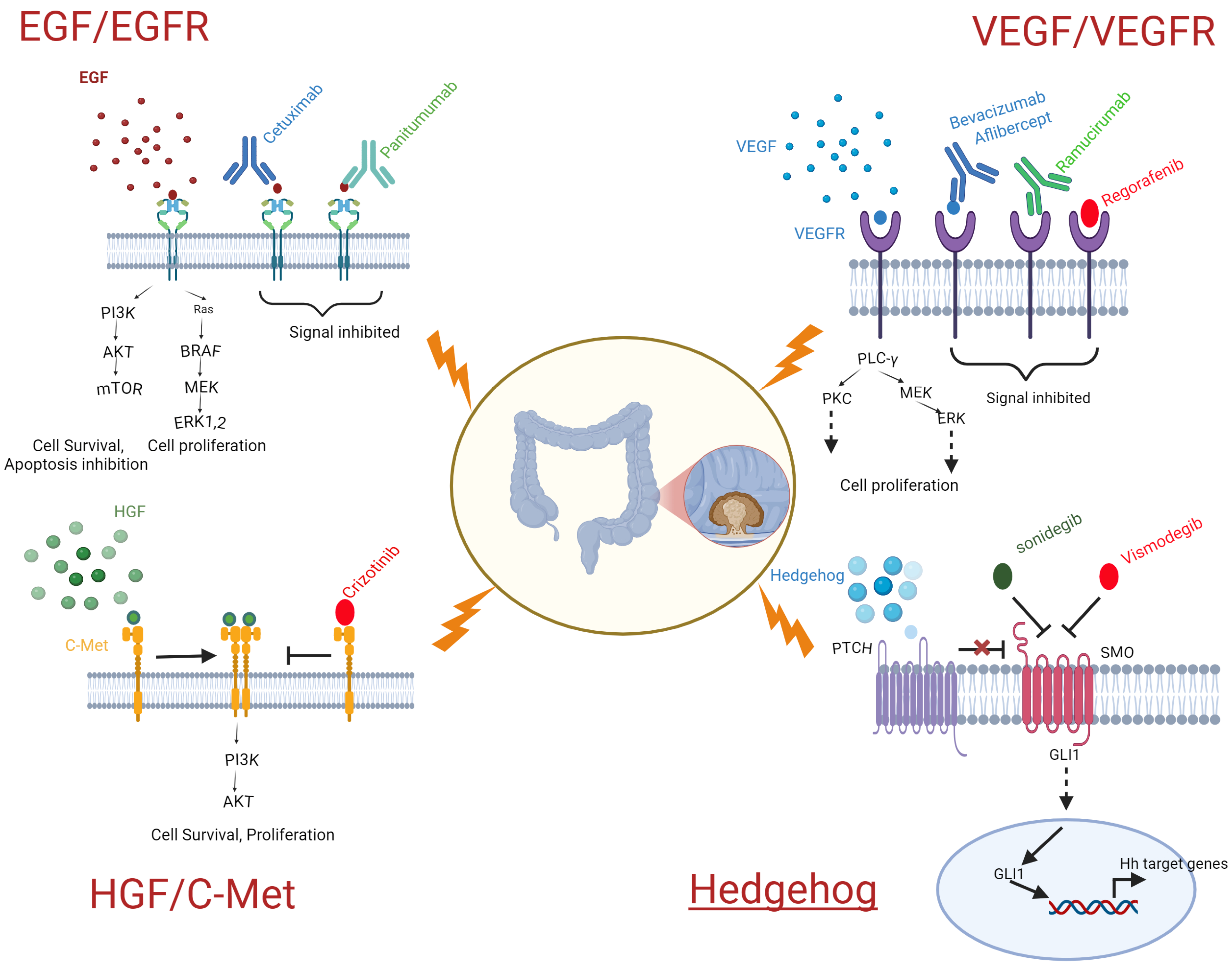 Biomedicines 13 00642 g001