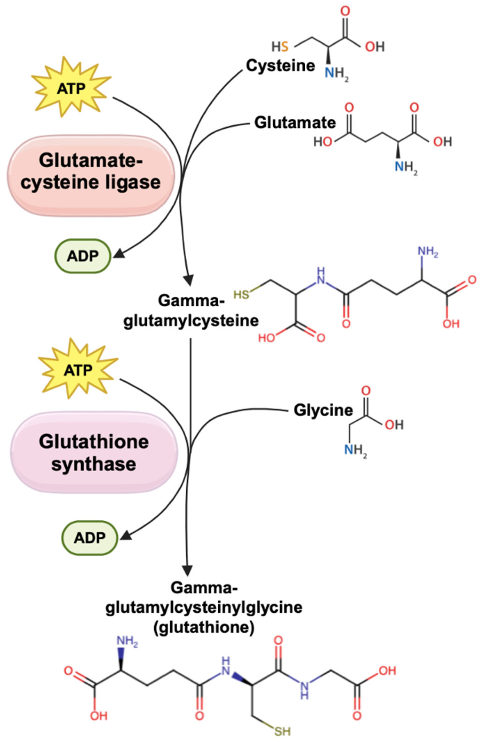 Biomedicines 13 00644 g002