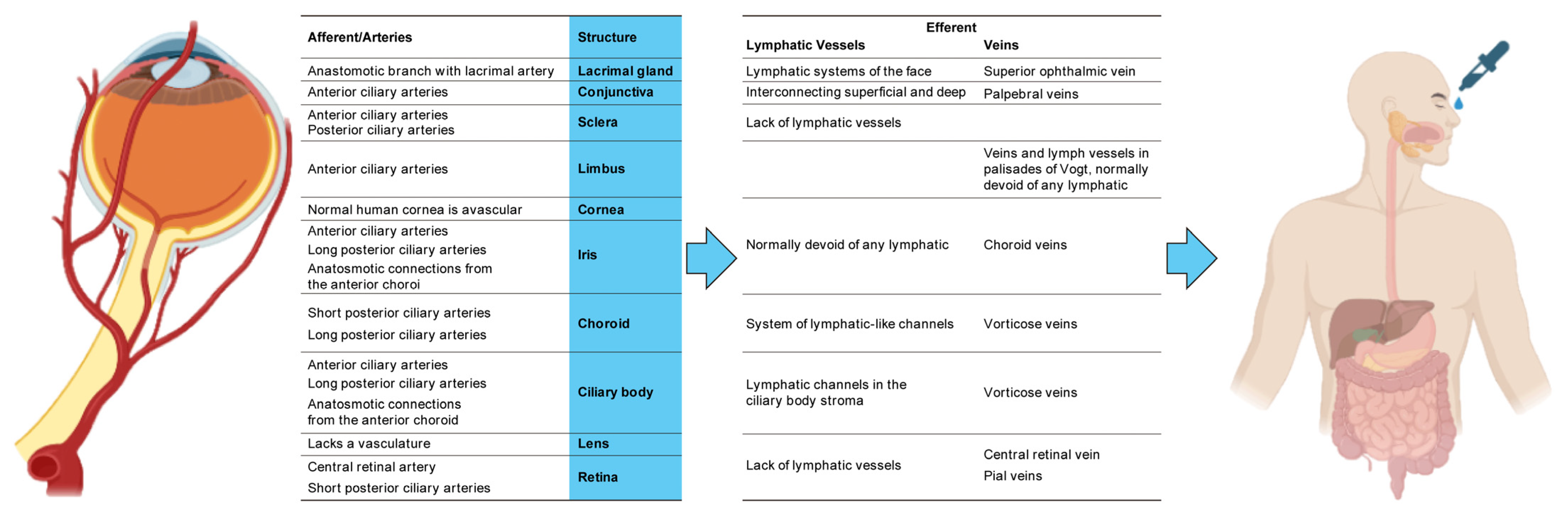 Biomedicines 13 00645 g001