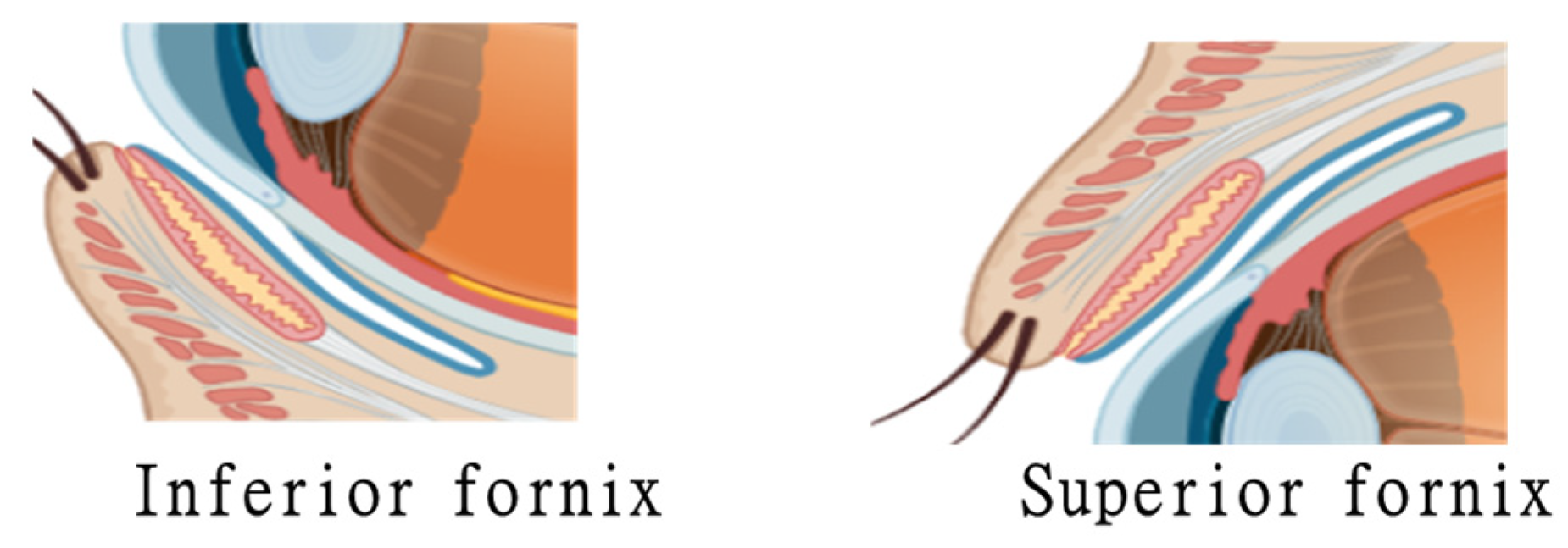 Biomedicines 13 00645 g003