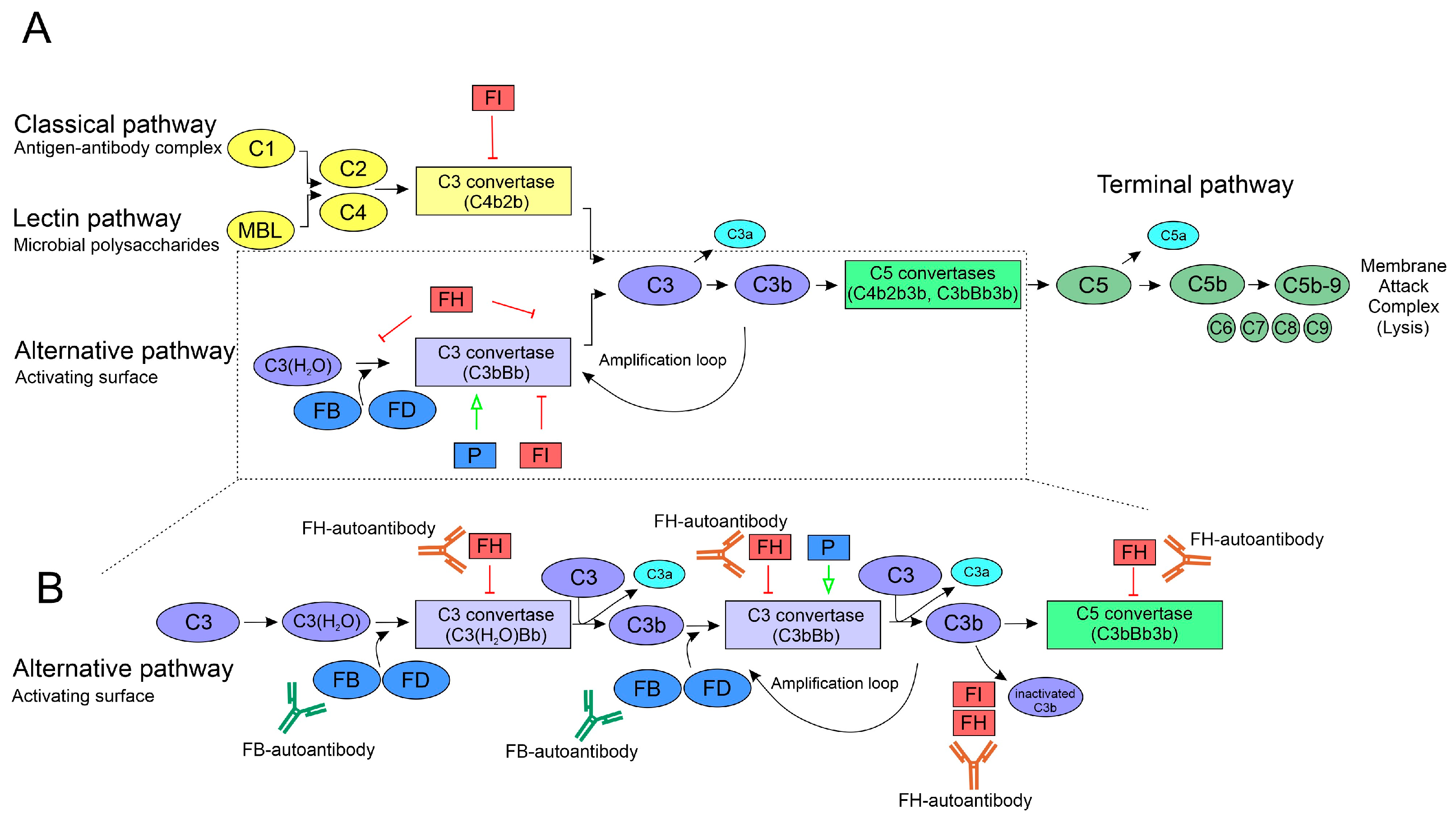 Biomedicines 13 00648 g001