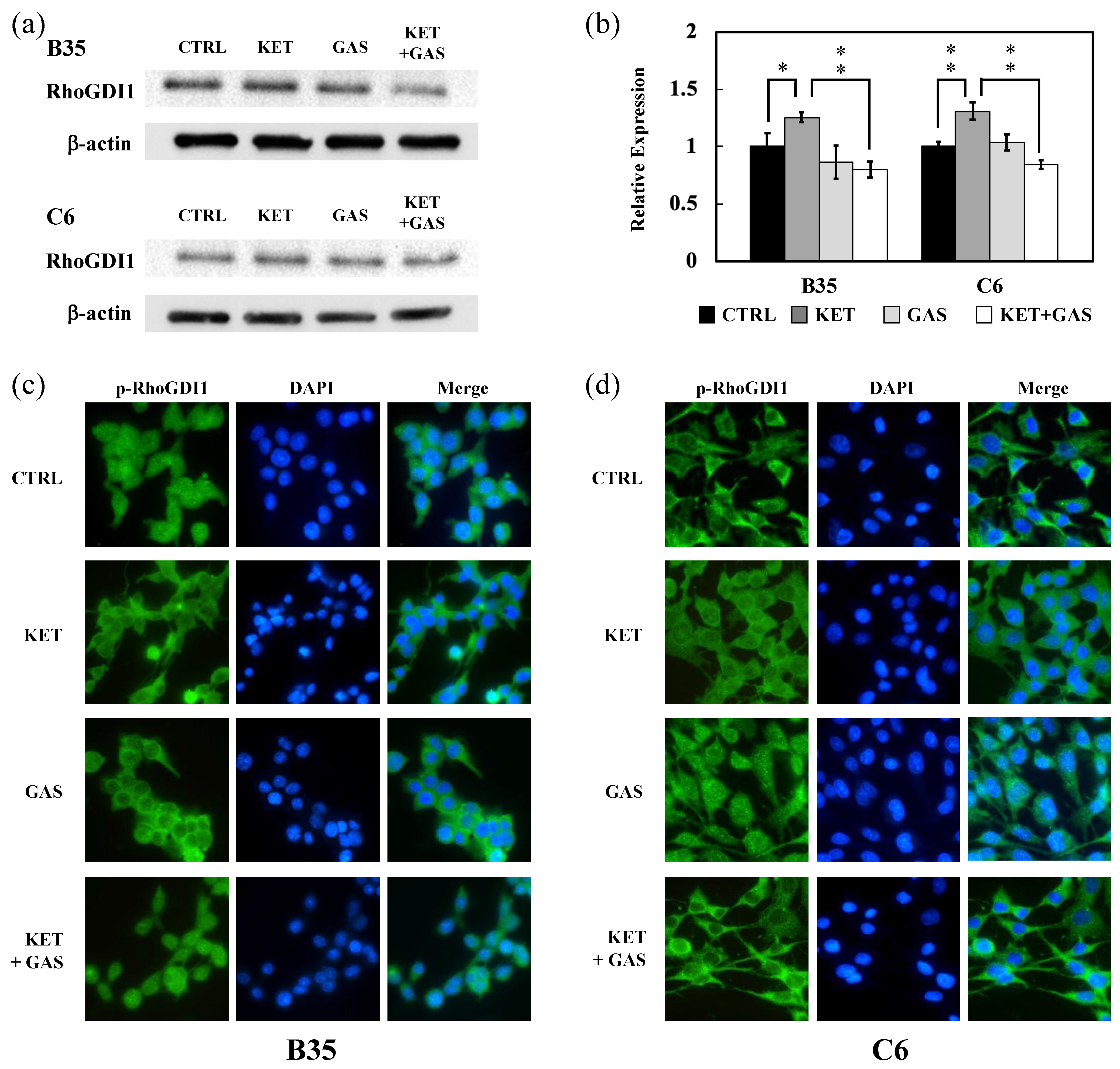 Biomedicines 13 00649 g001 Biomedicines 13 00649 g001