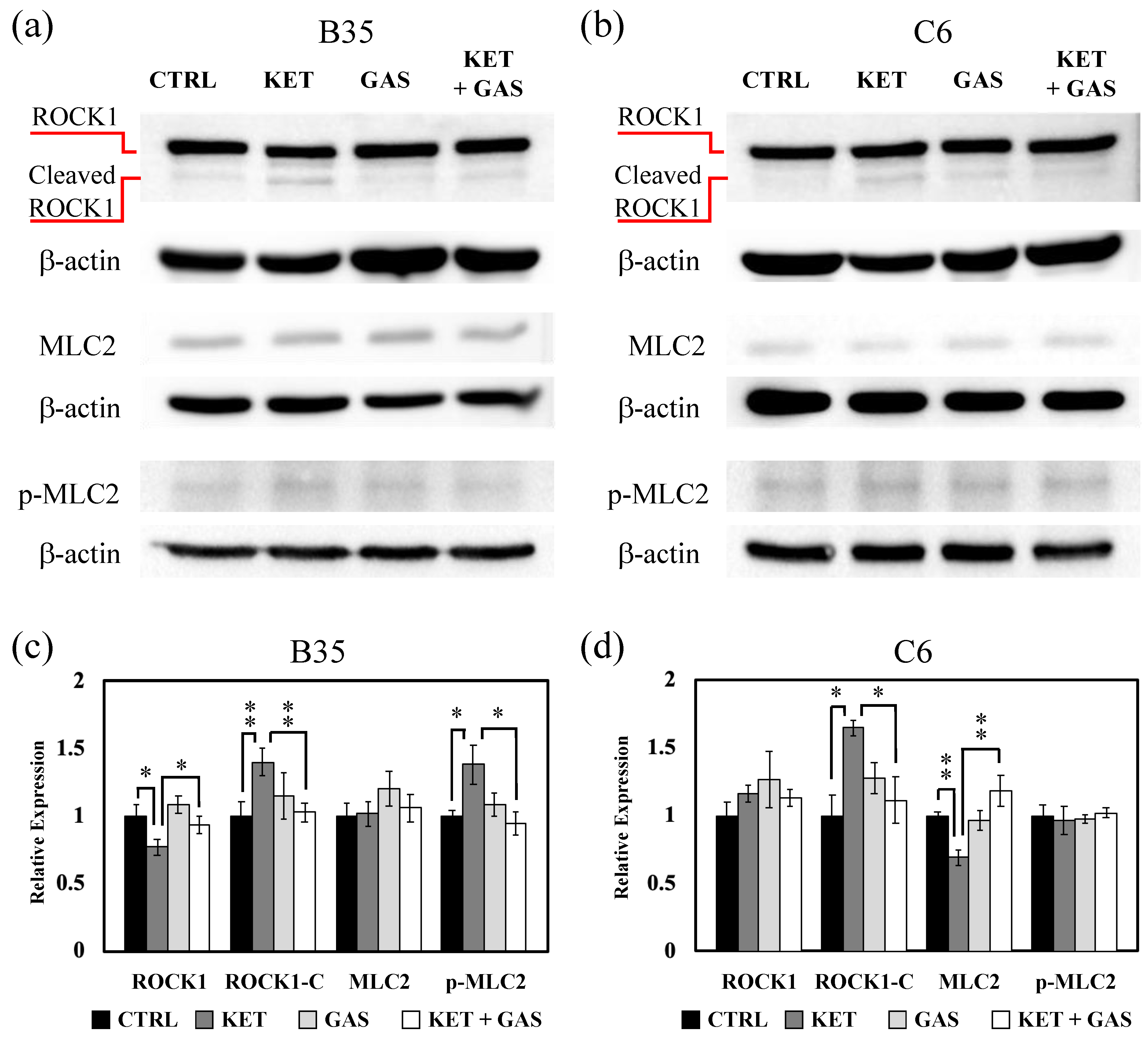 Biomedicines 13 00649 g004 Biomedicines 13 00649 g004