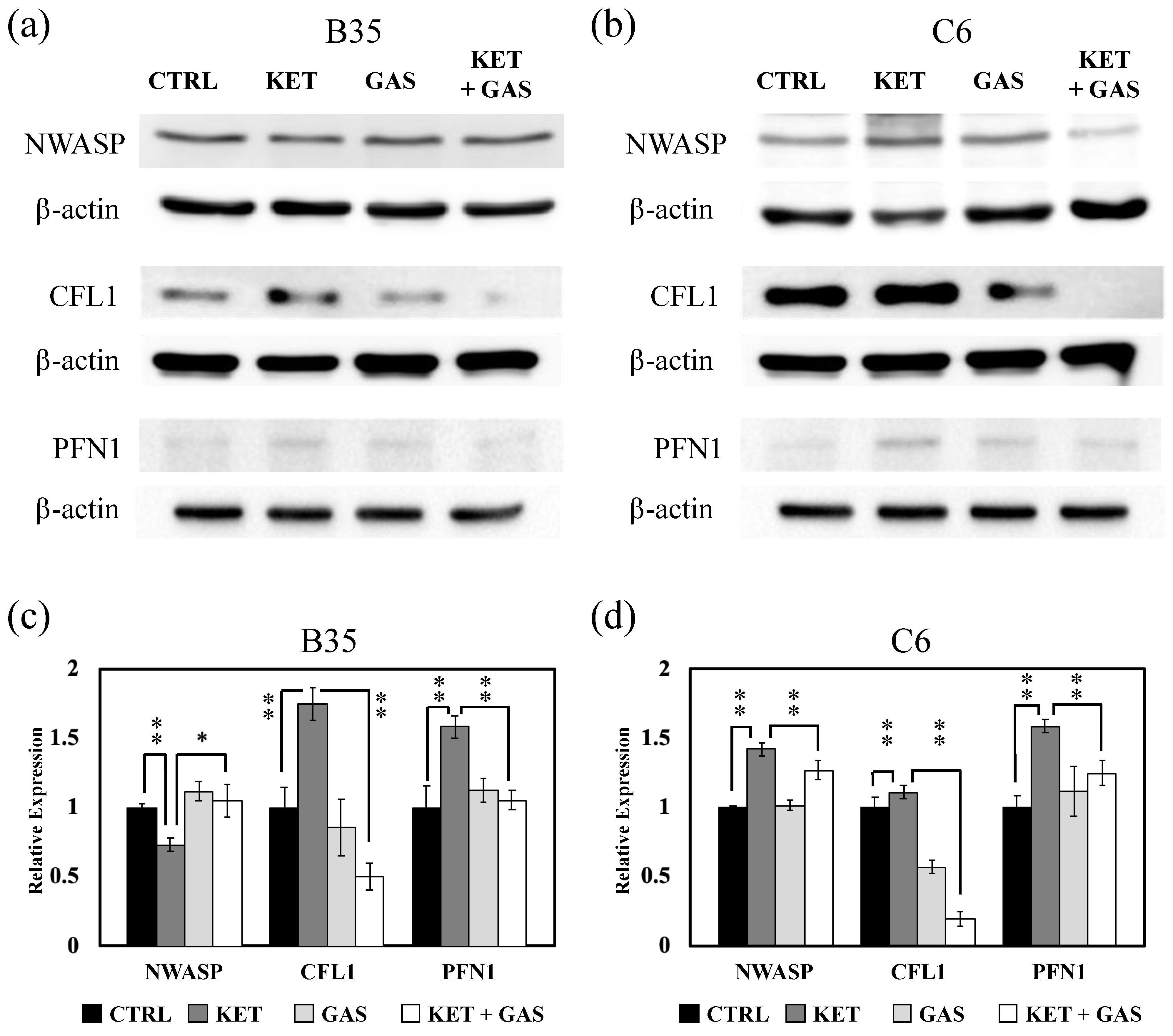 Biomedicines 13 00649 g005 Biomedicines 13 00649 g005