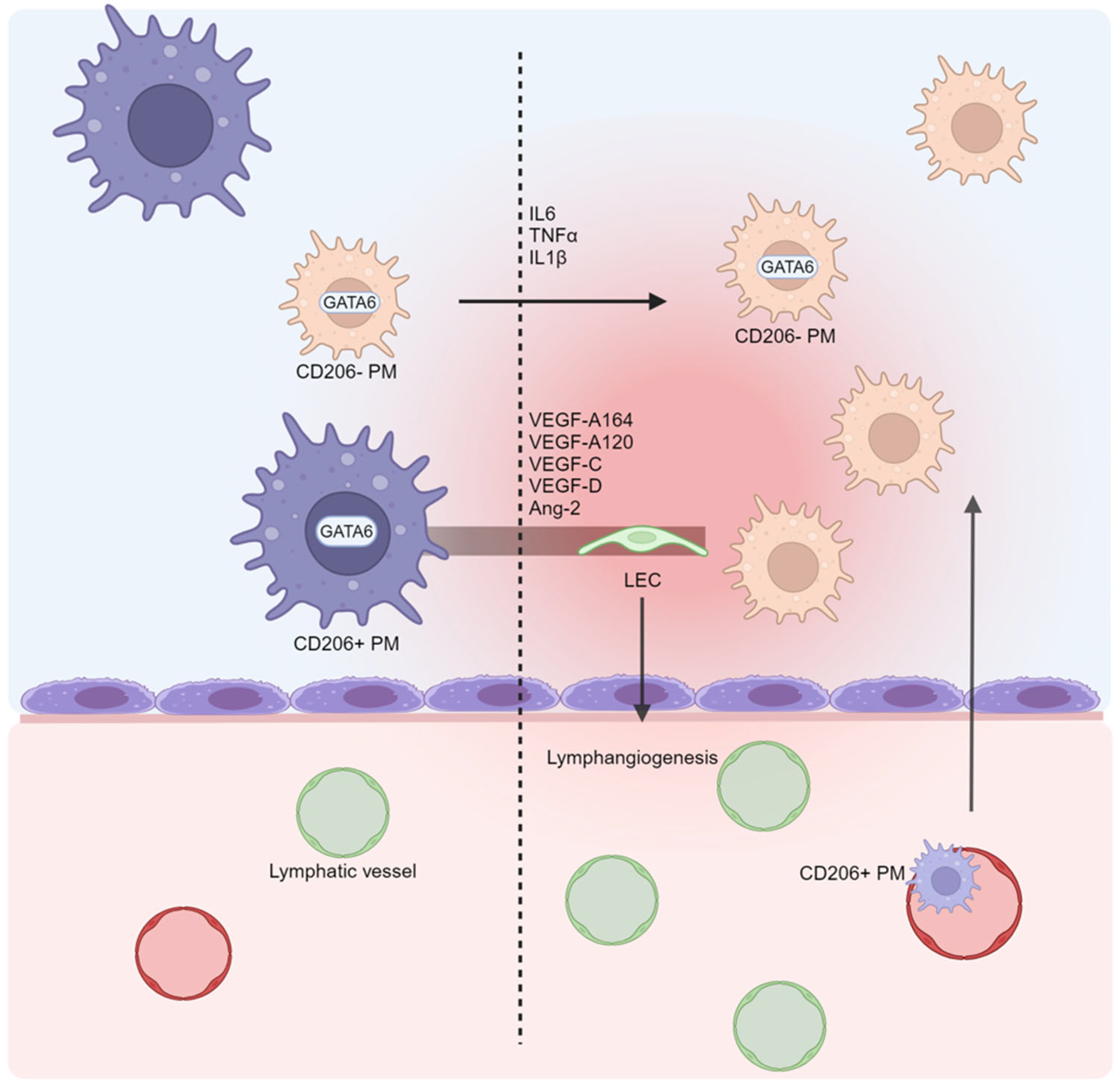 Biomedicines 13 00680 g002 Biomedicines 13 00680 g002