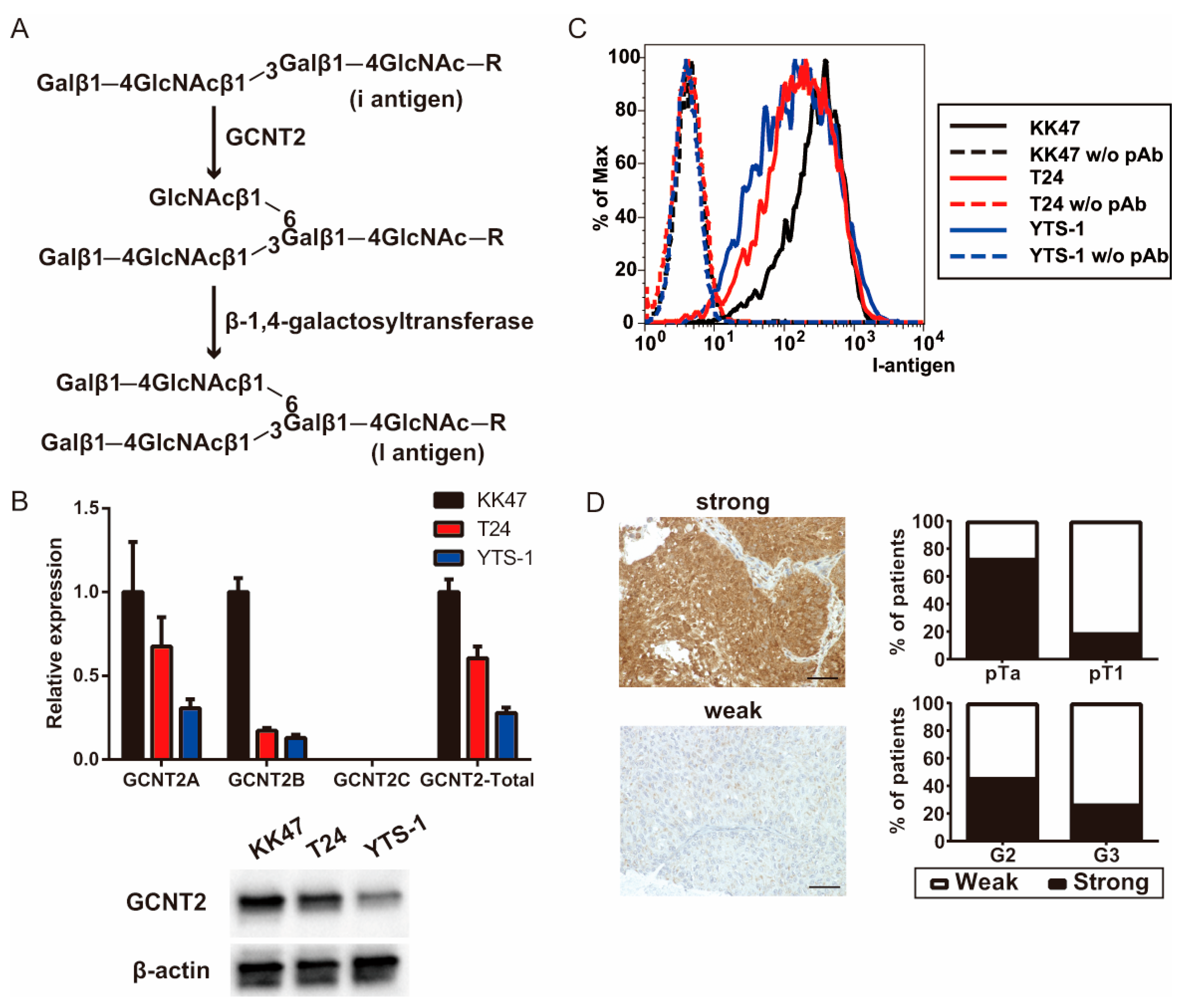 Biomedicines 13 00682 g001
