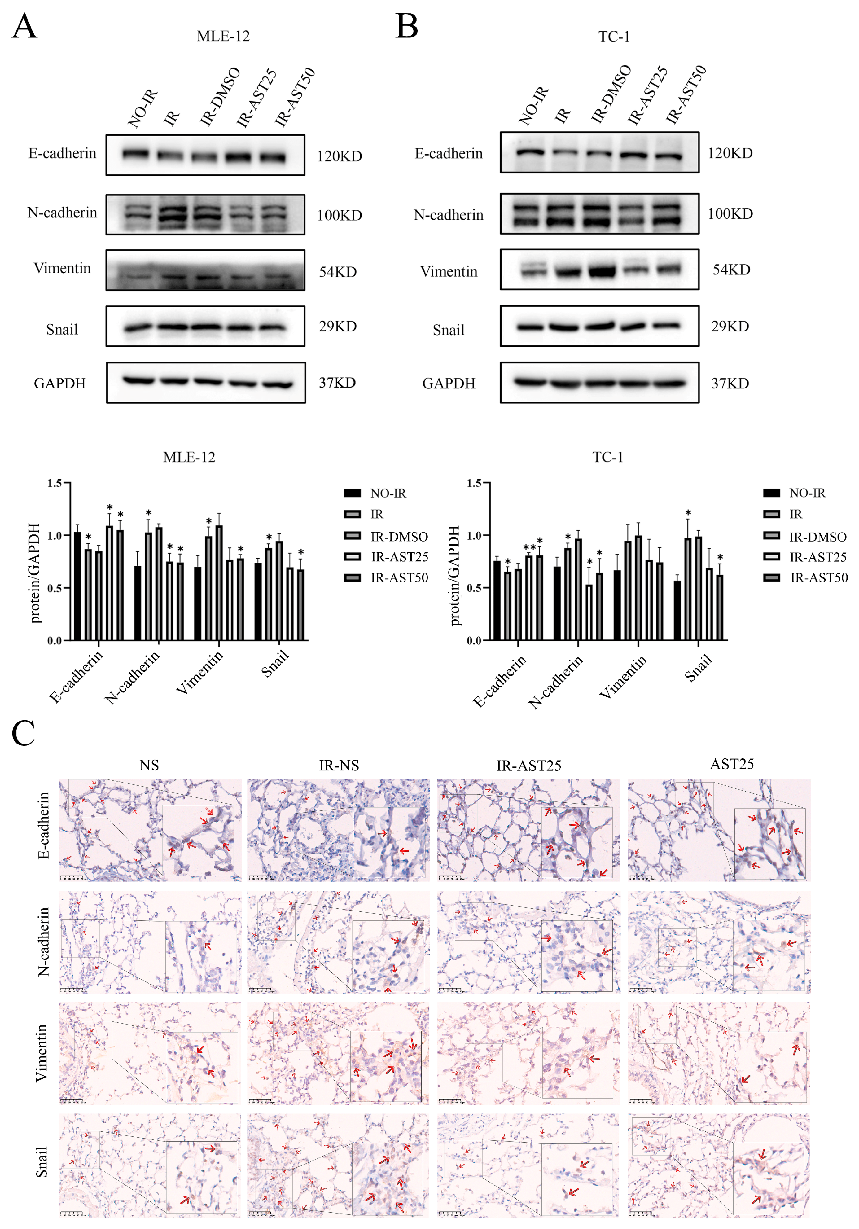Biomedicines 13 00689 g004