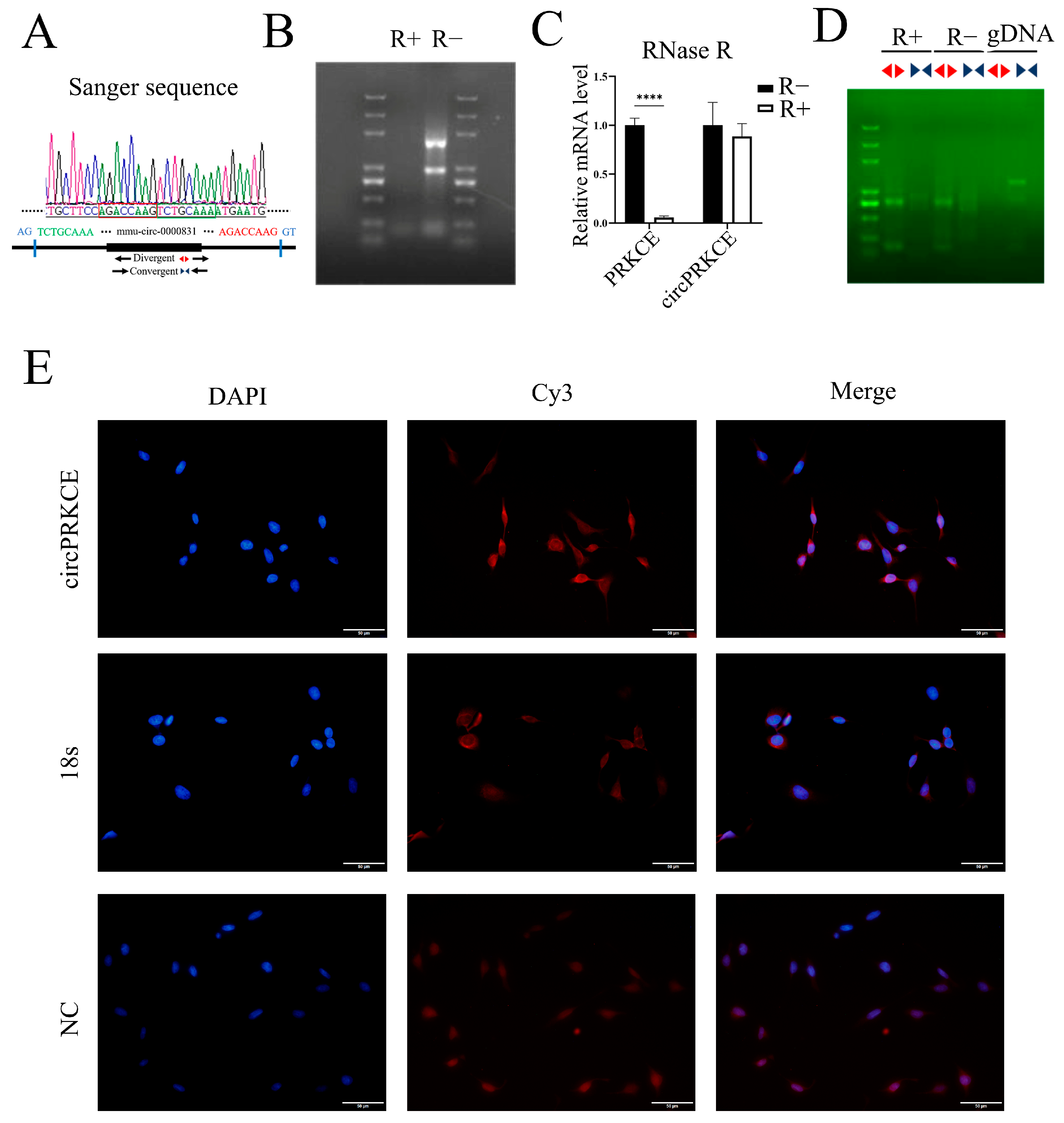 Biomedicines 13 00689 g006