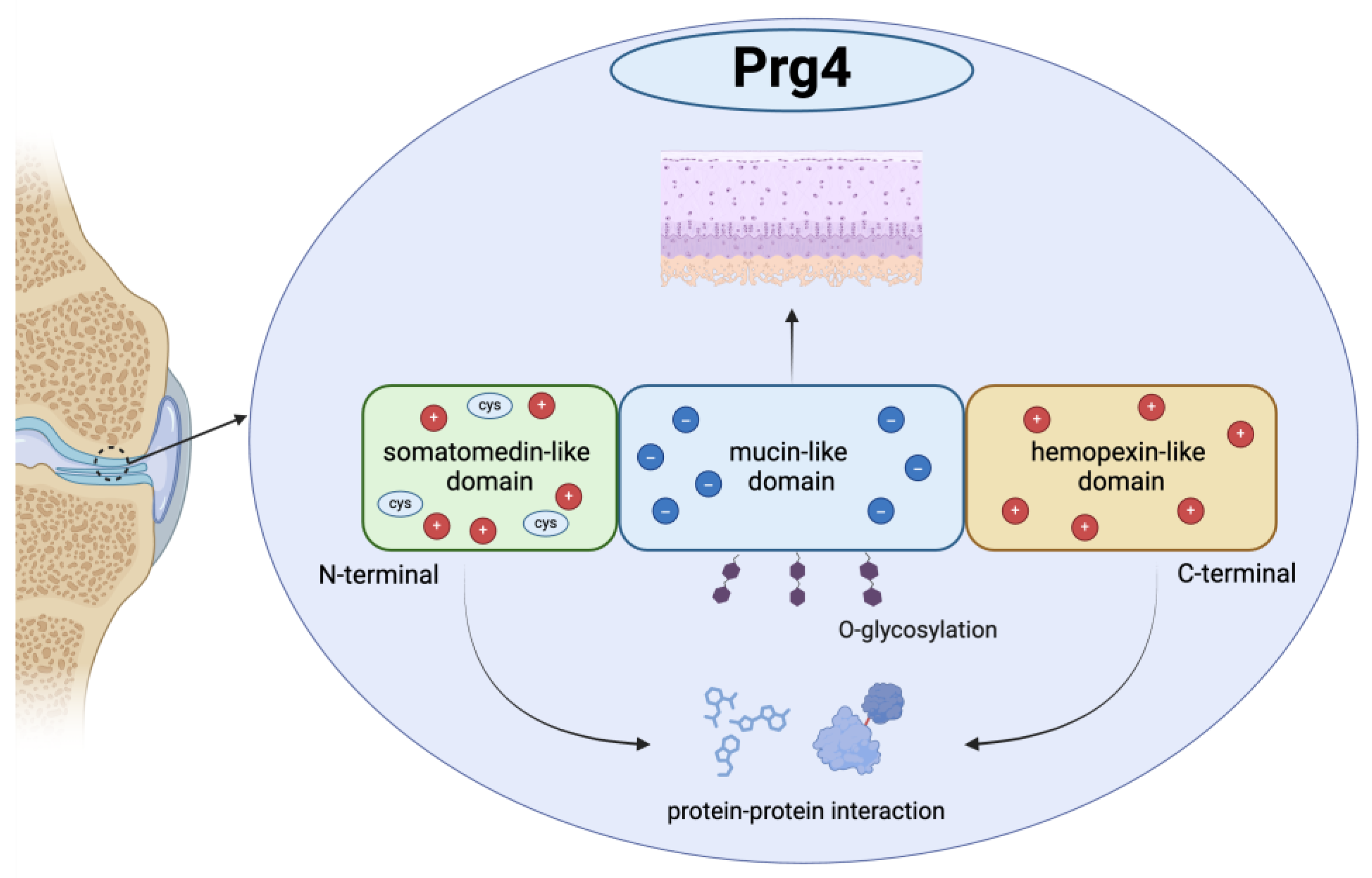 Biomedicines 13 00693 g001