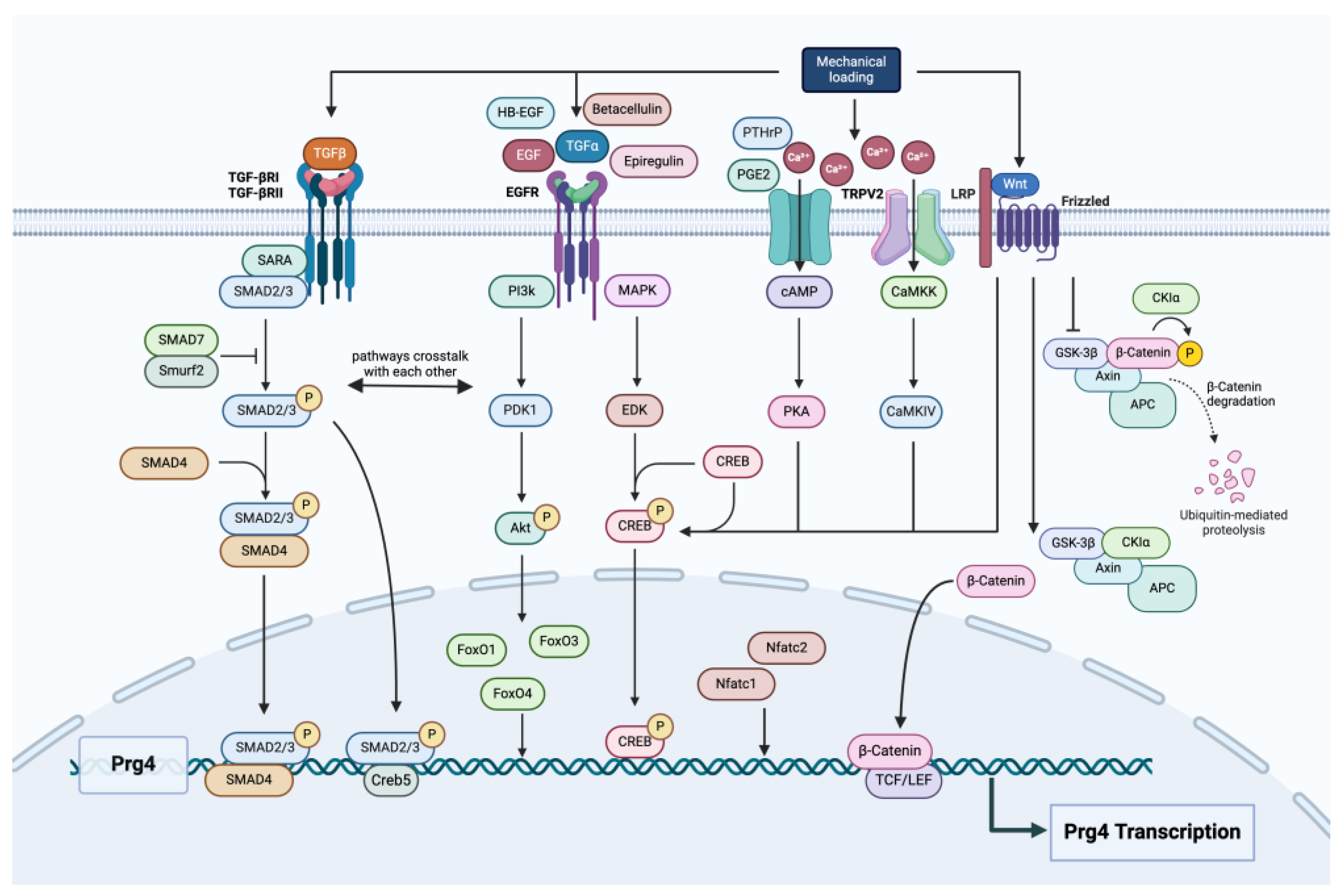 Biomedicines 13 00693 g003