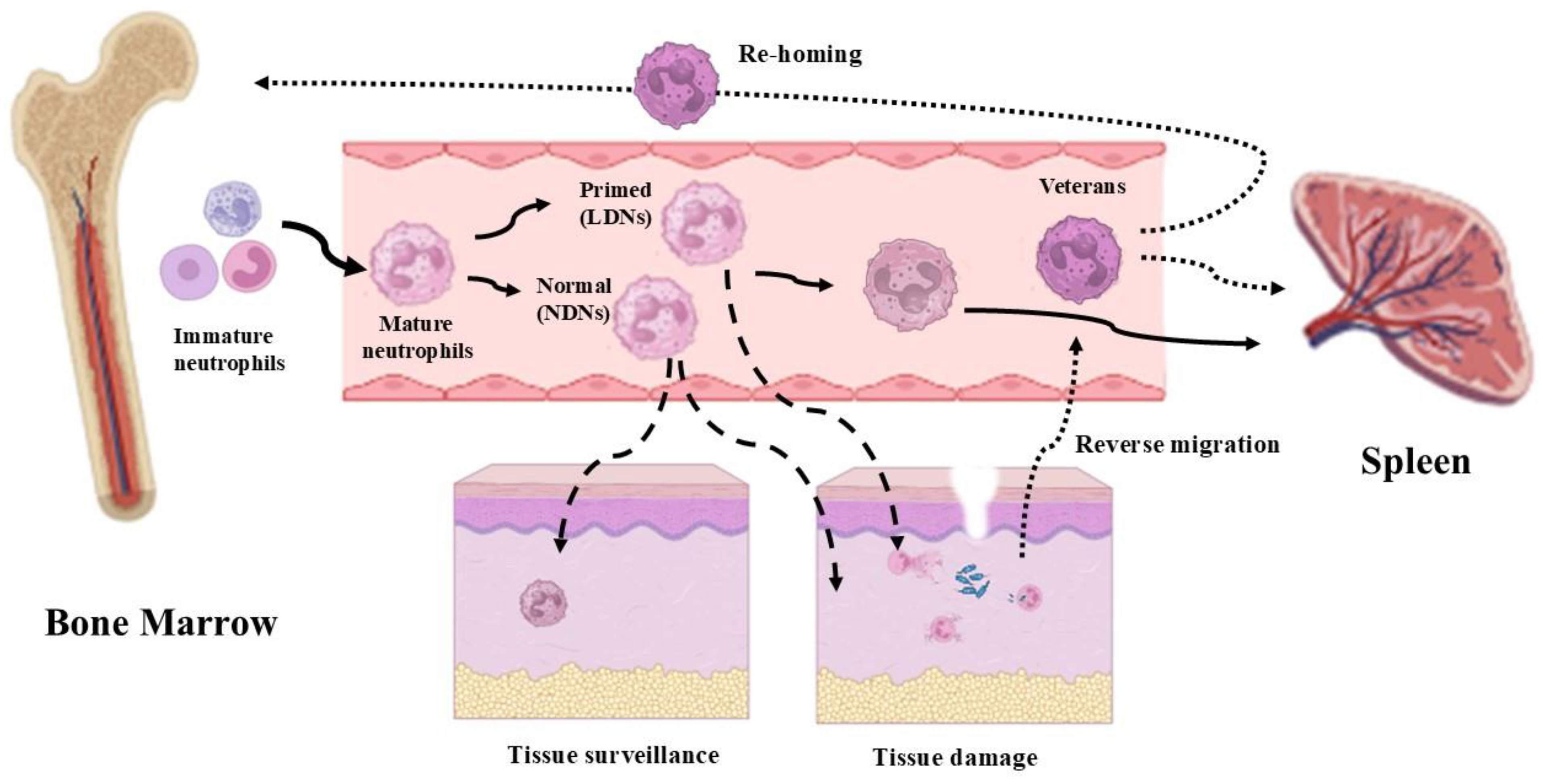 Biomedicines 13 00694 g002