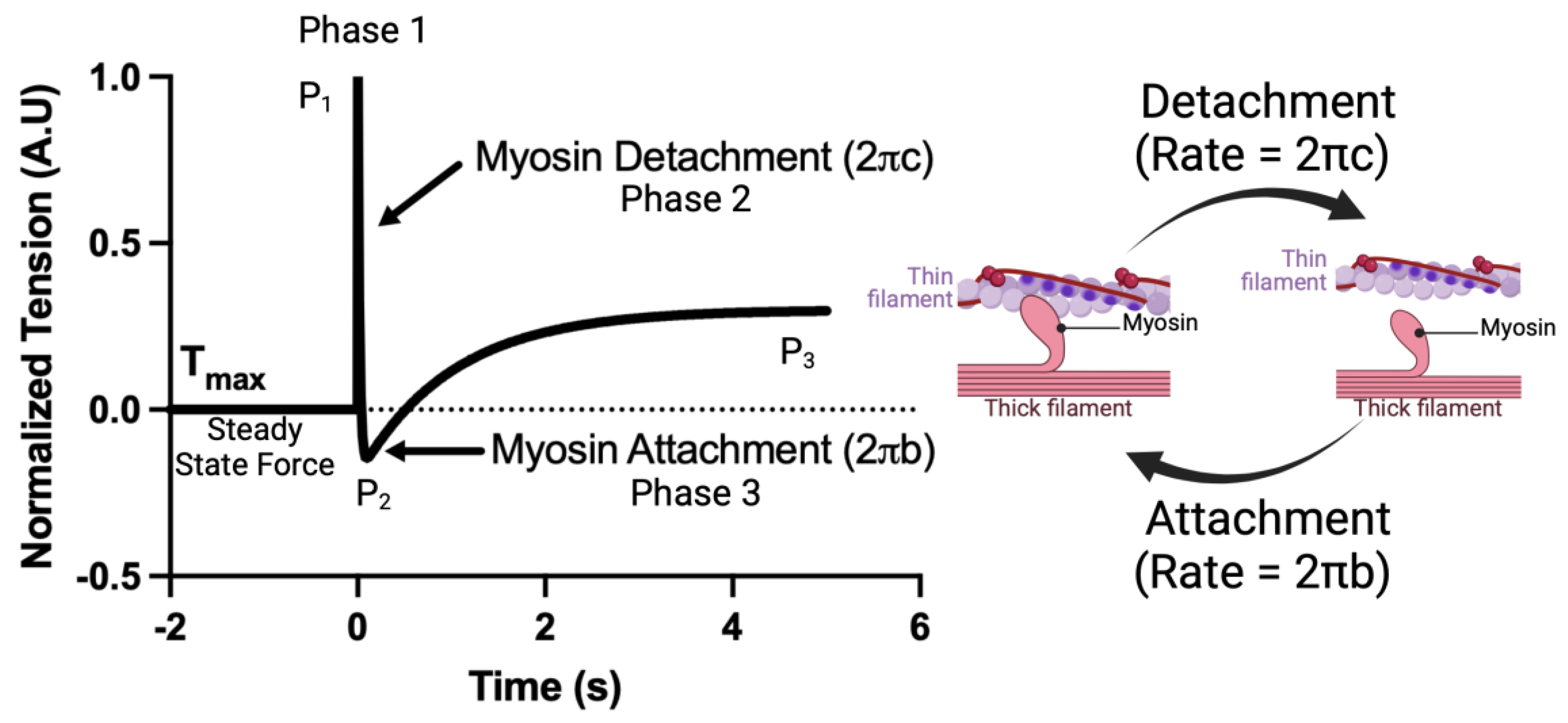 Biomedicines 13 00703 g001